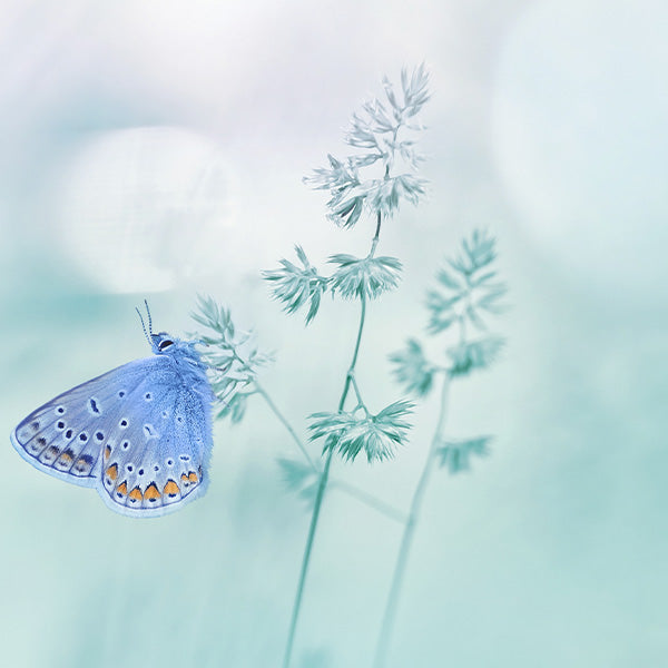 Kosmetische Wirkungsweisen von Hydrolaten