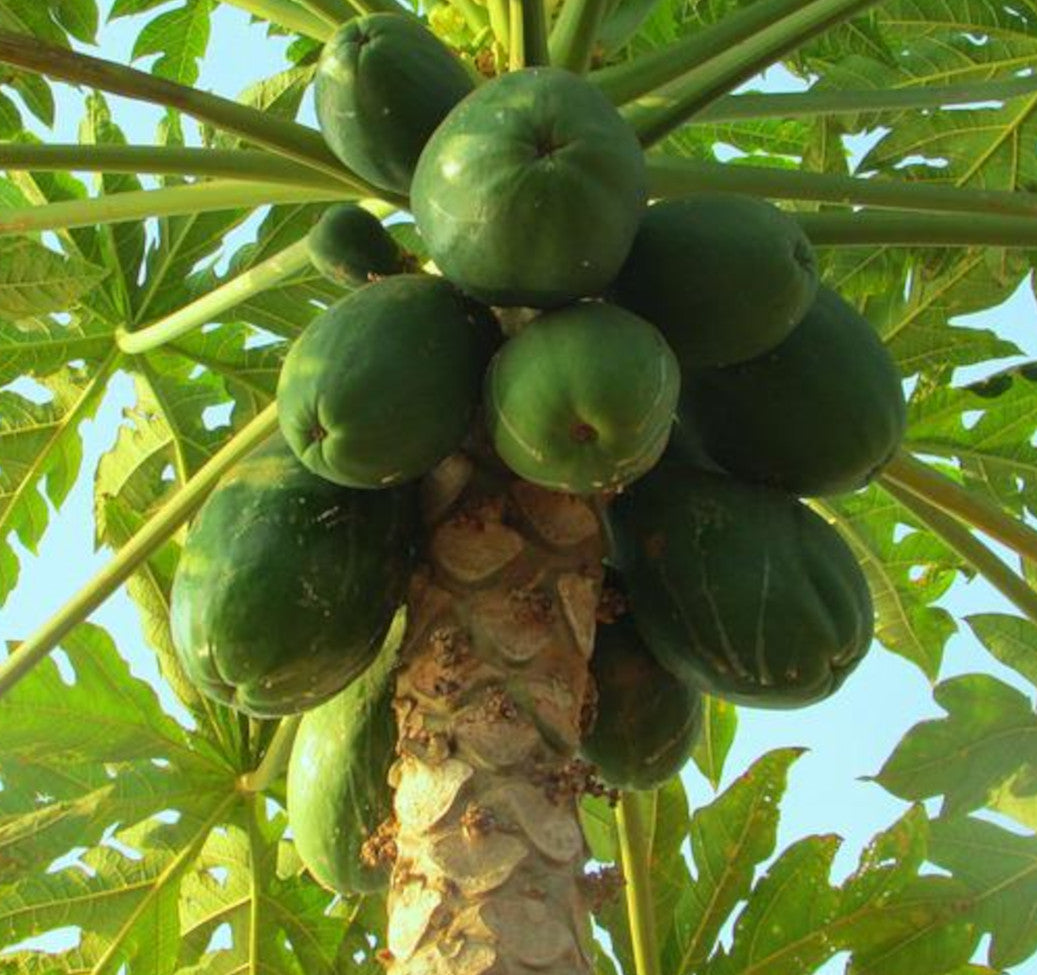 Papaya Extract
