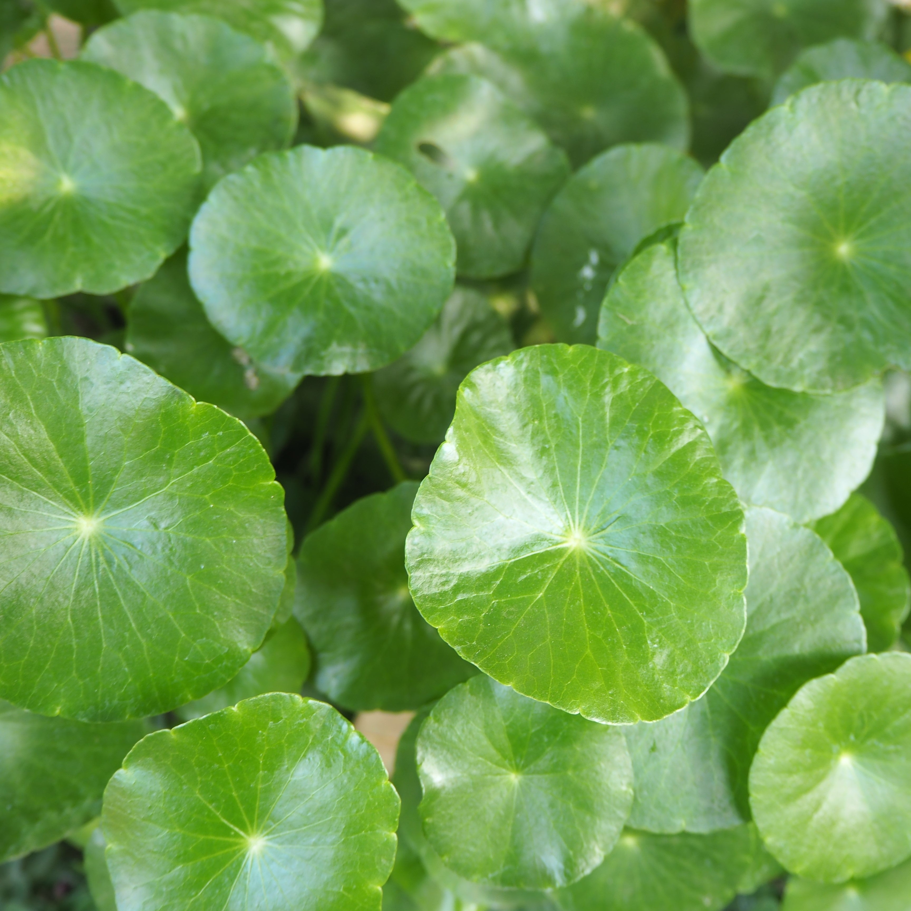 Centella Oil Macerate