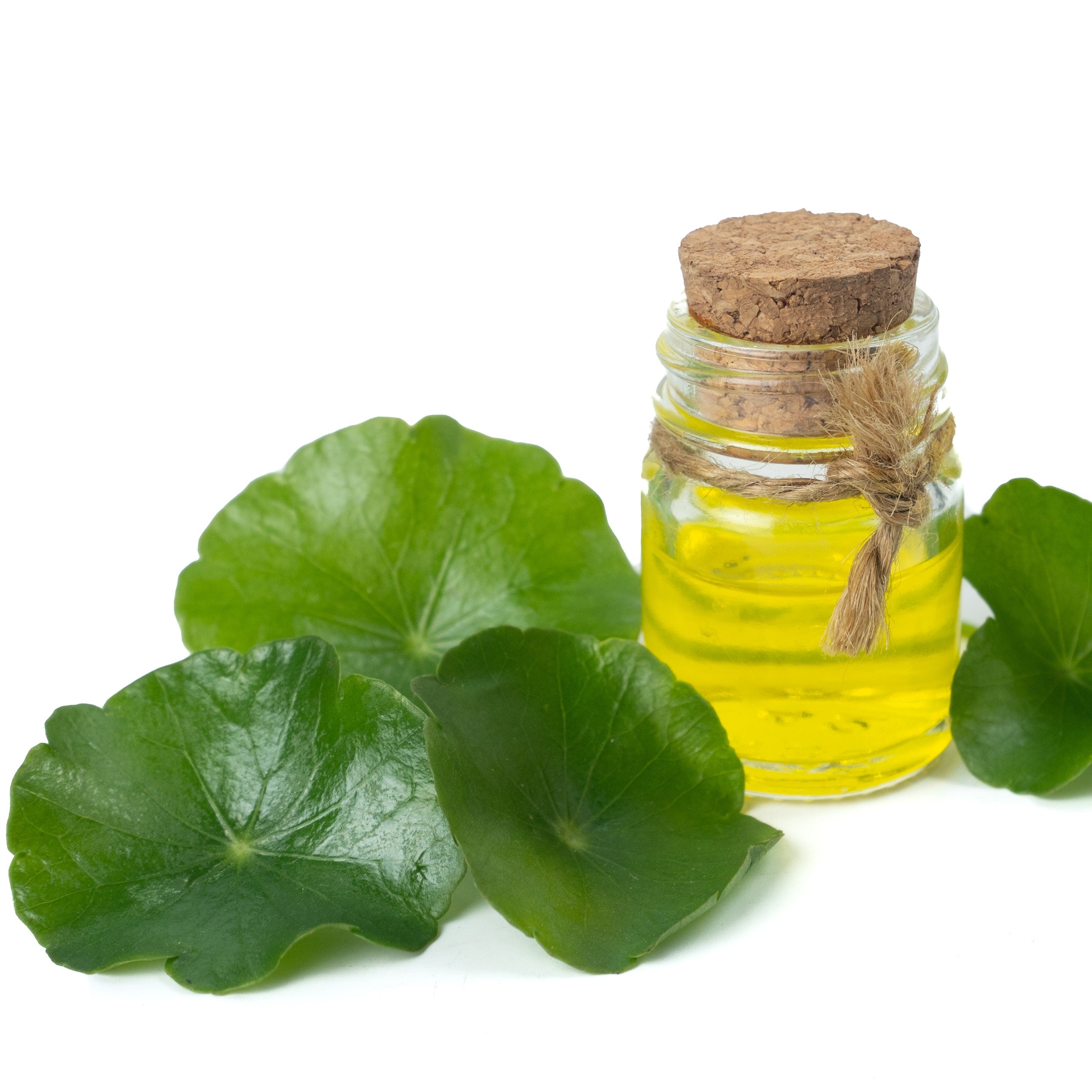 Centella Oil Macerate