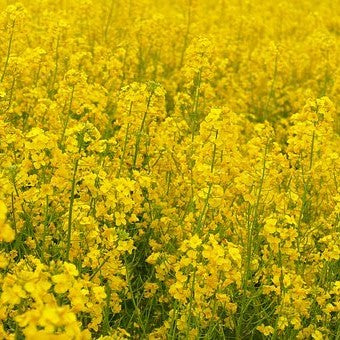 Rapeseed Coconut Wax Blend