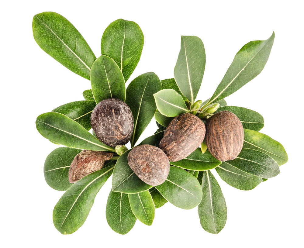 Shea Butter Organic unrefined
