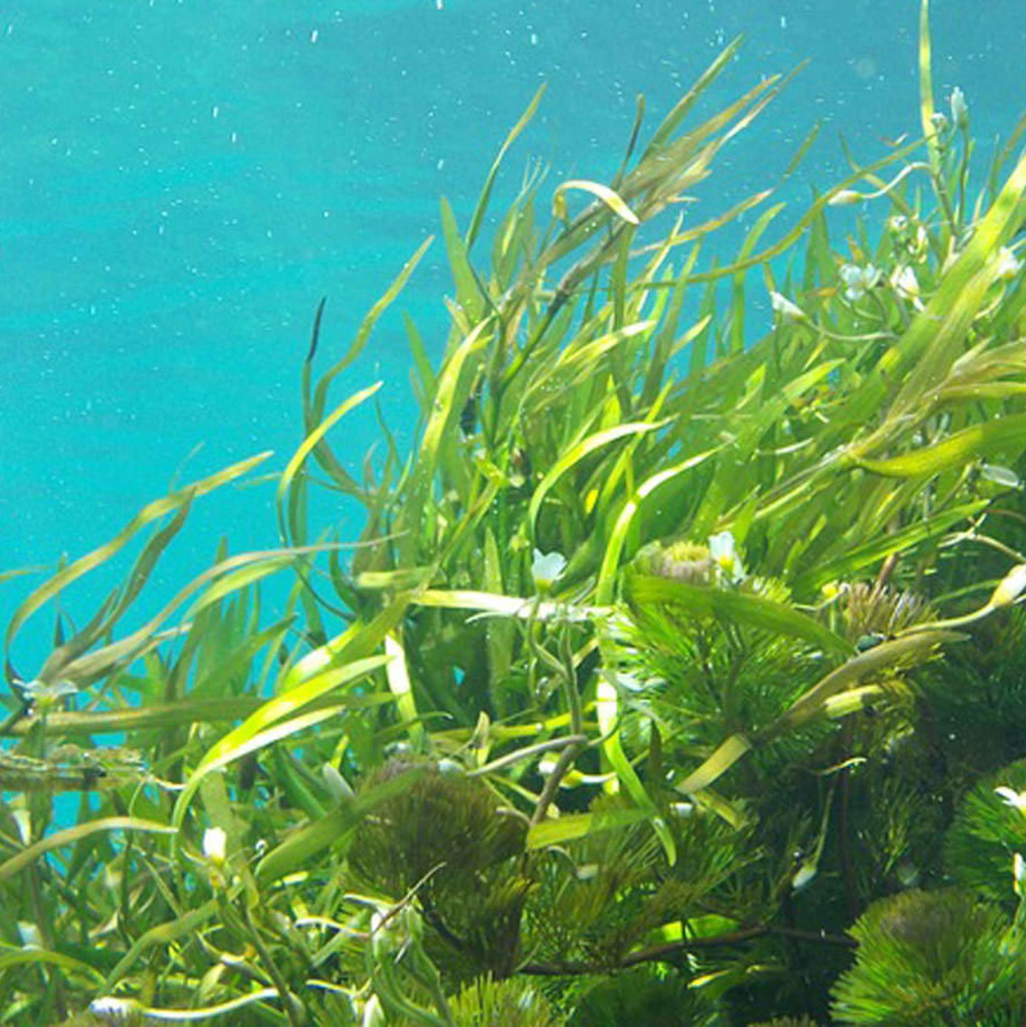 Algenöl - Mazerat in Sojaöl