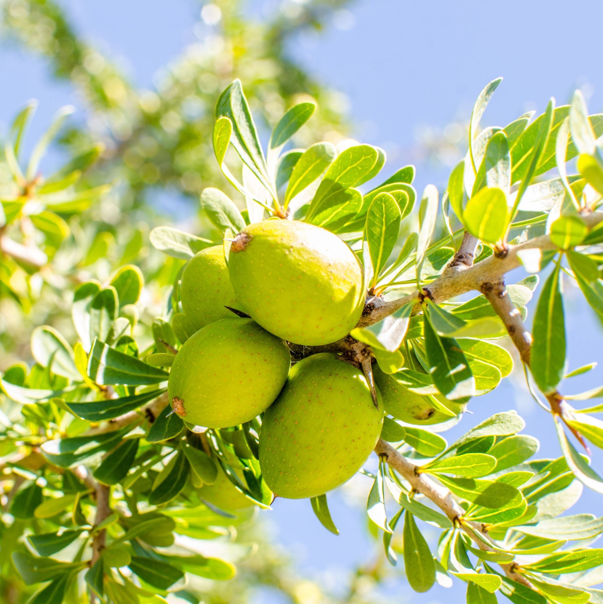 Argan Oil Organic cold pressed, unroasted