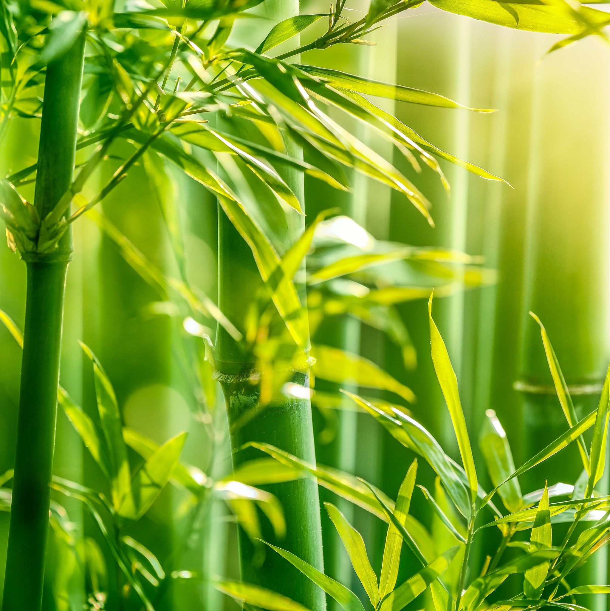 Bamboo Extract