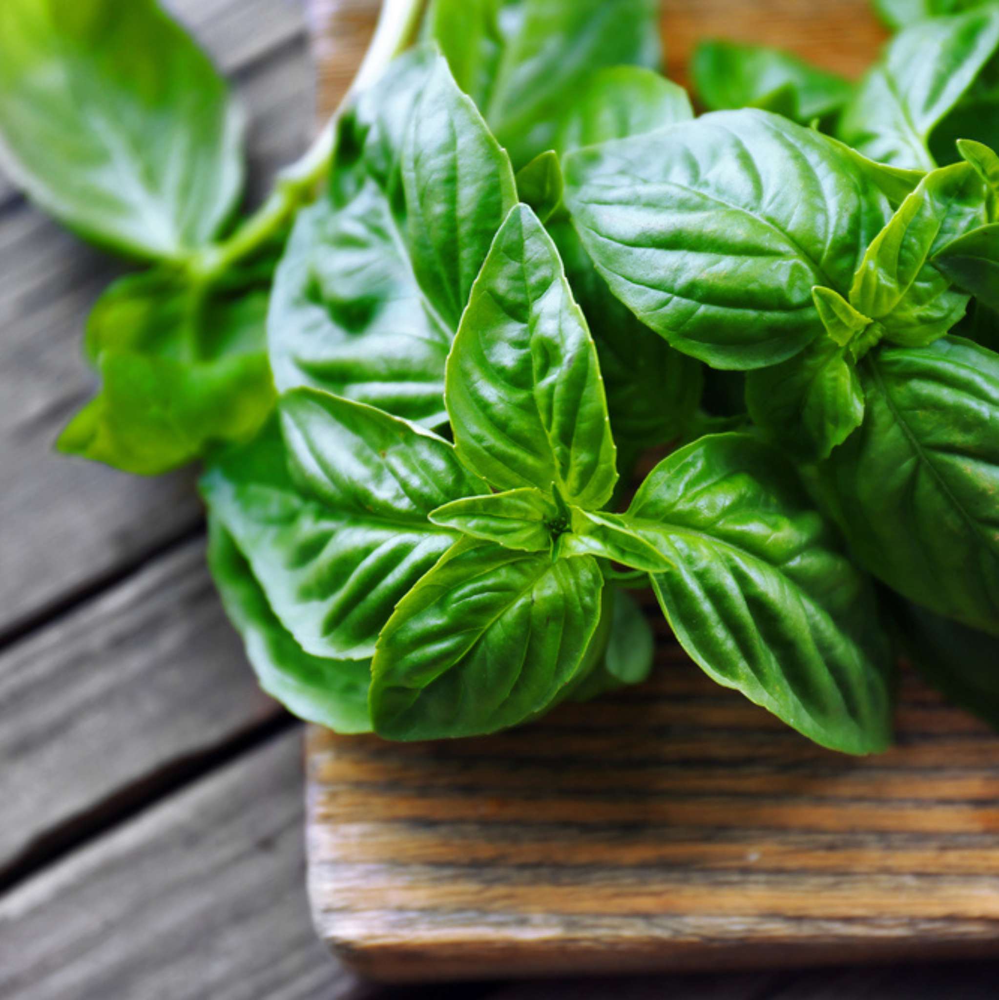 Basil Essential Oil