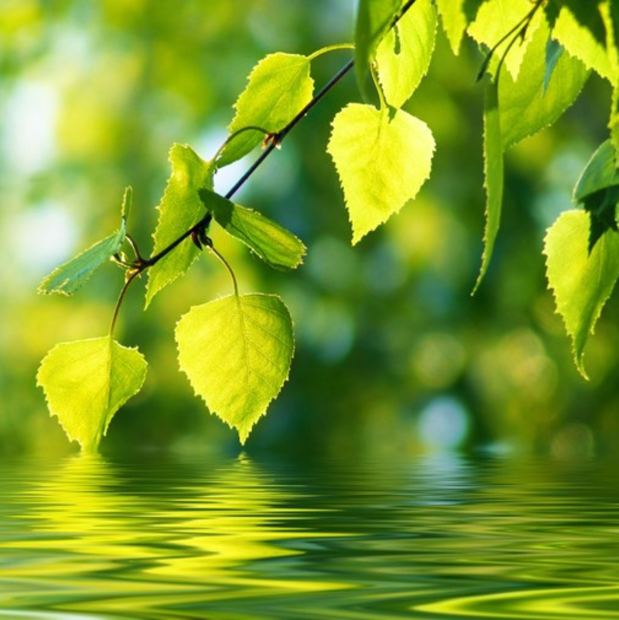 Birkenhydrolat *BIO - aus Österreich