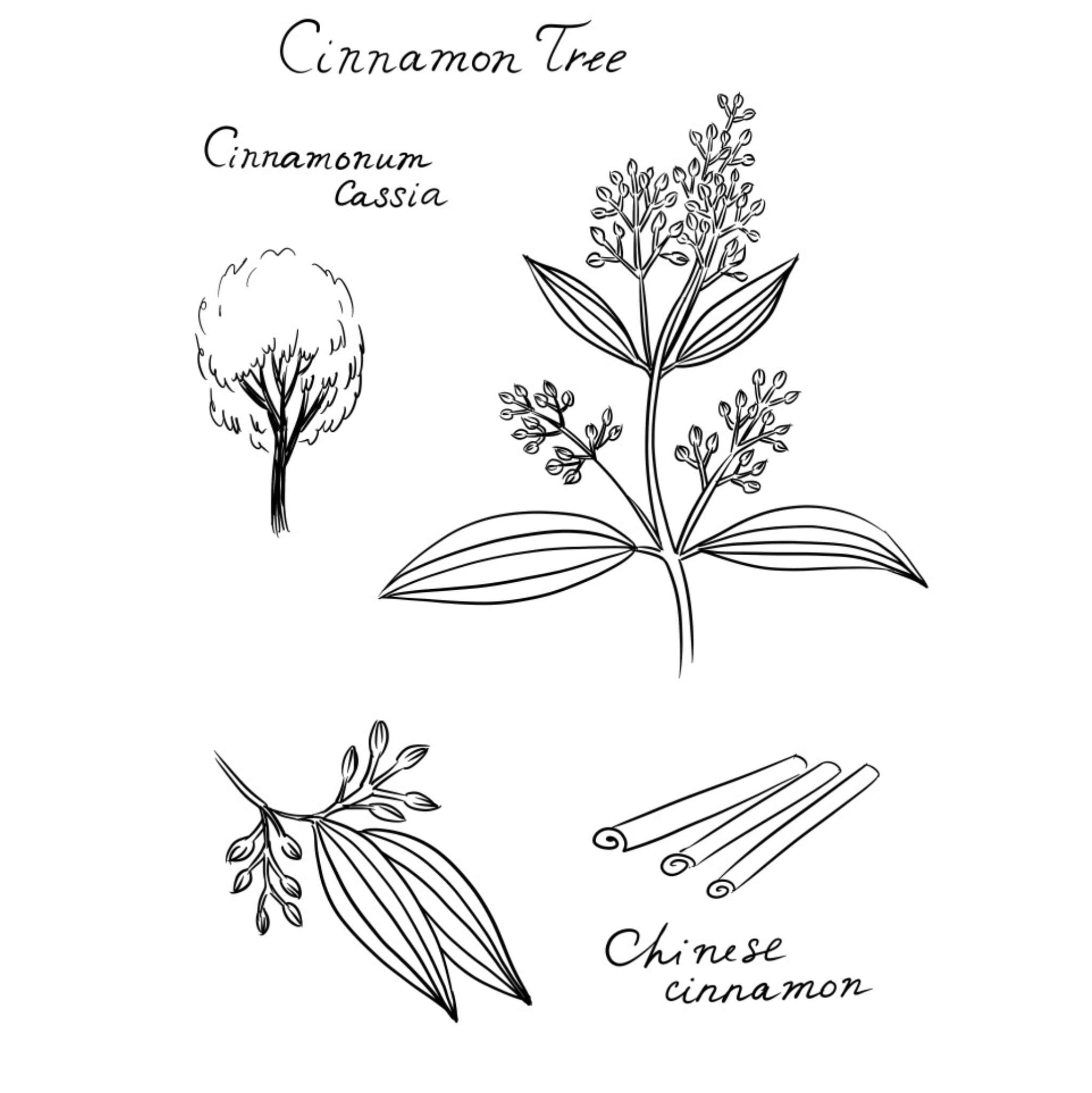 Cassia Essential Oil