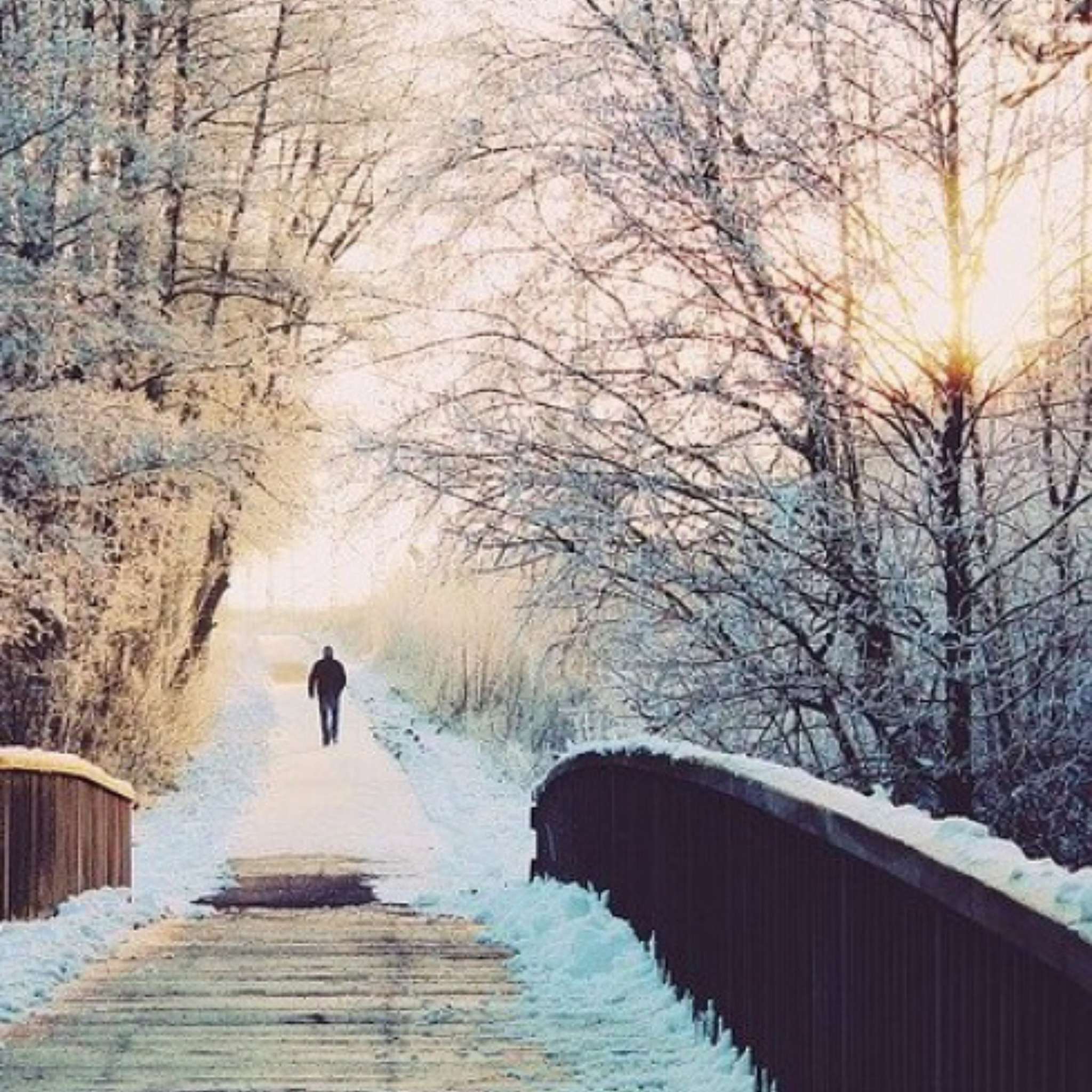 Christmas Tree Fragrance Oil