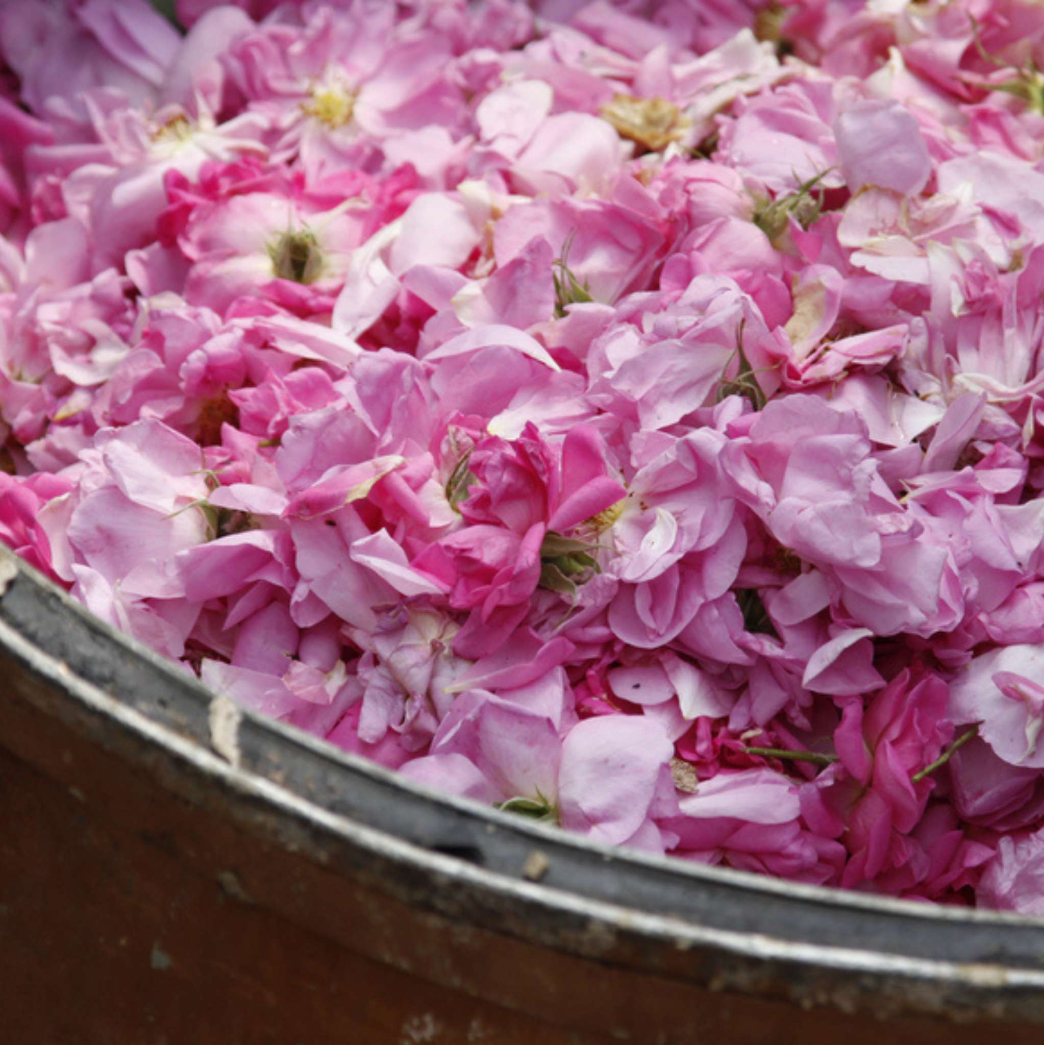 Damaszener Rose 1 ml, ätherisches Öl