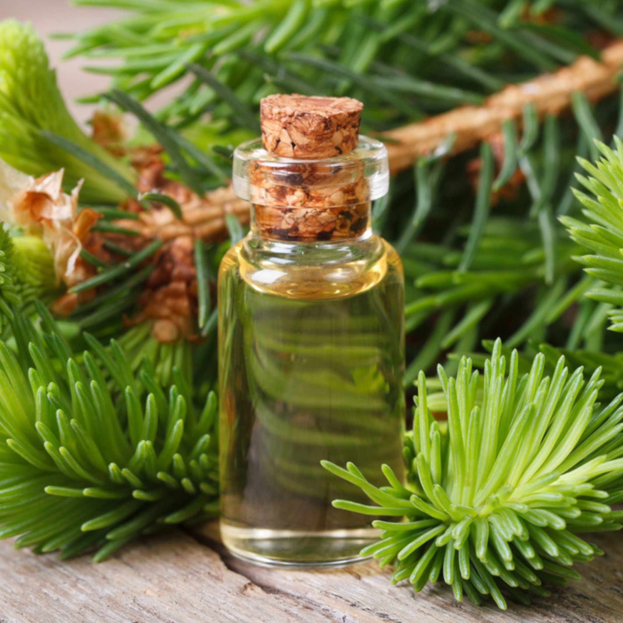 Fichtennadel, ätherisches Öl