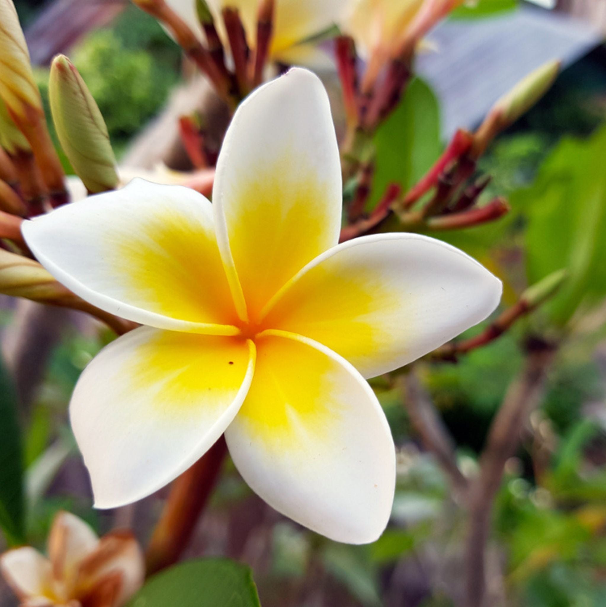 Frangipani Absolute Oil Dilution