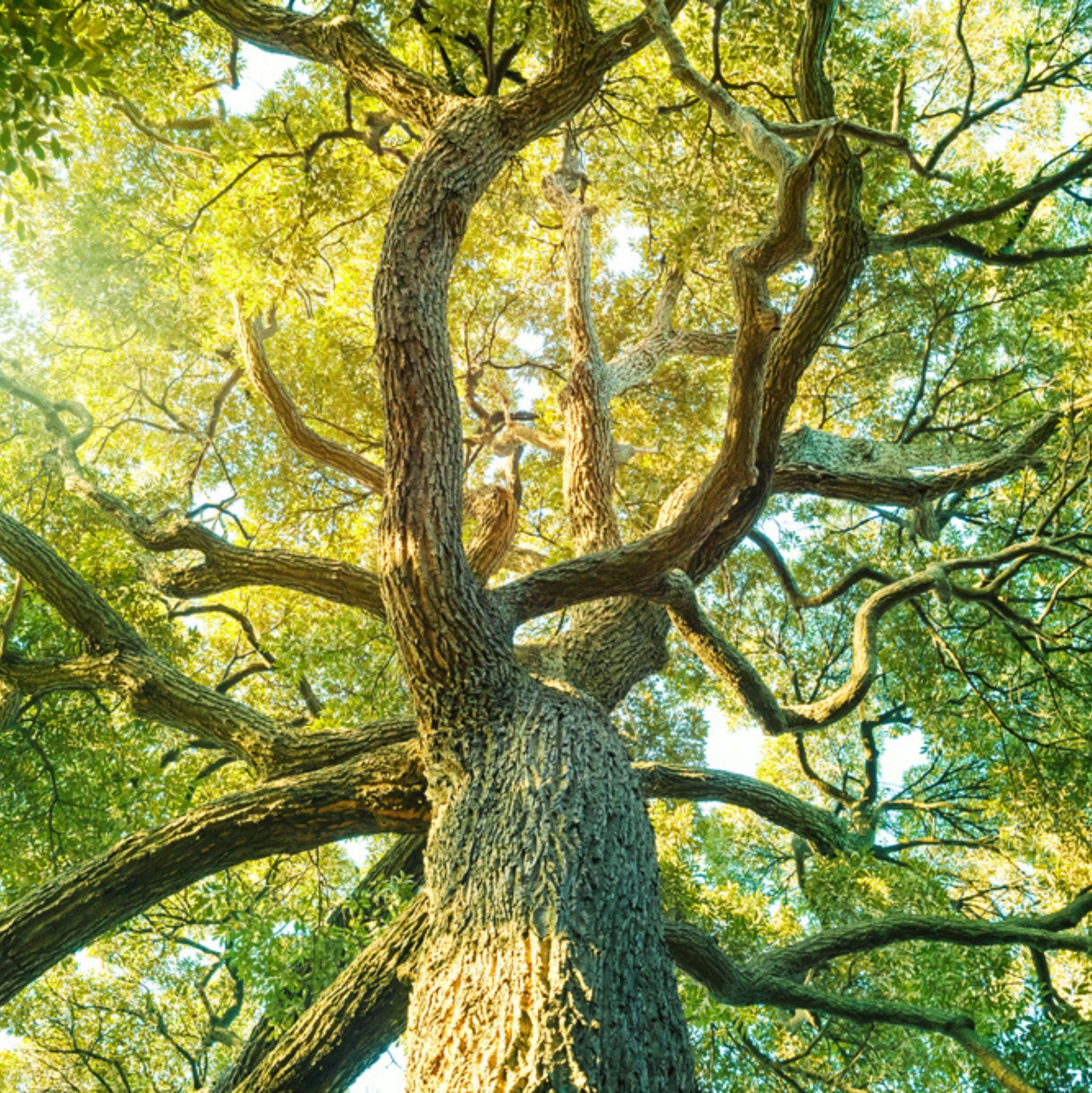 Kampfer 10 ml, ätherisches Öl