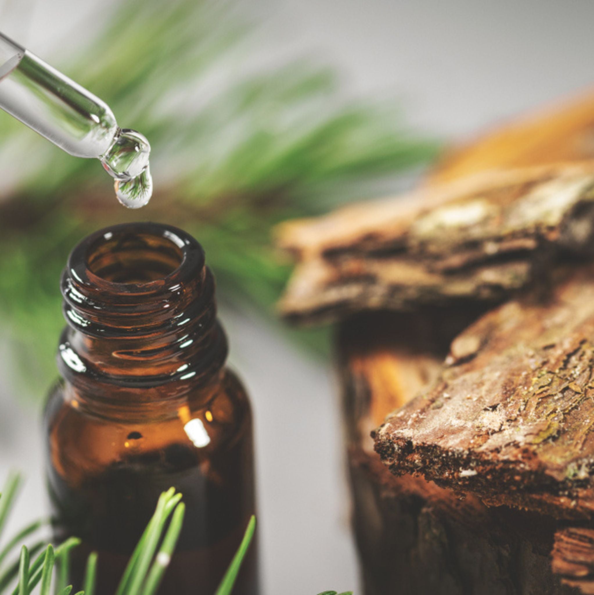 Latschenkiefer *BIO 10 ml, ätherisches Öl