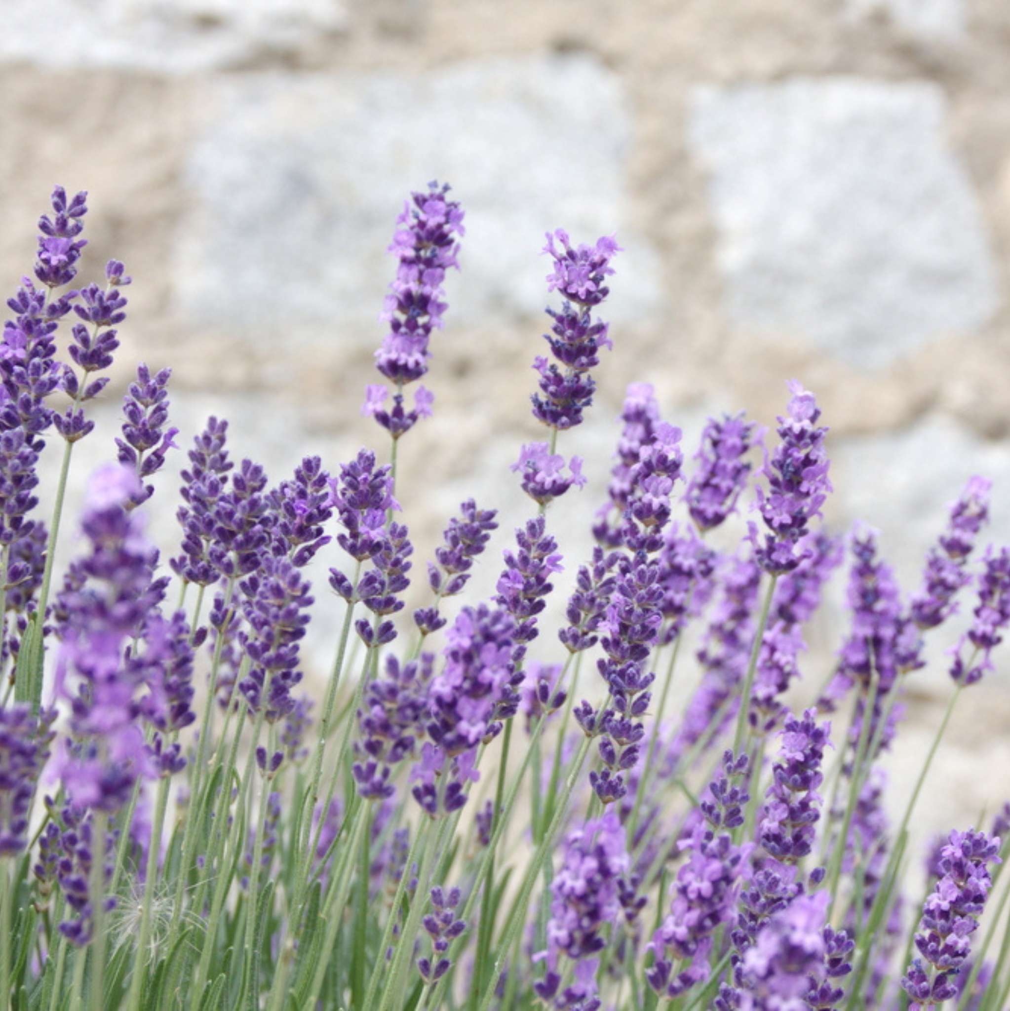 Lavender Mt. Blanc 38/40 Essential Oil