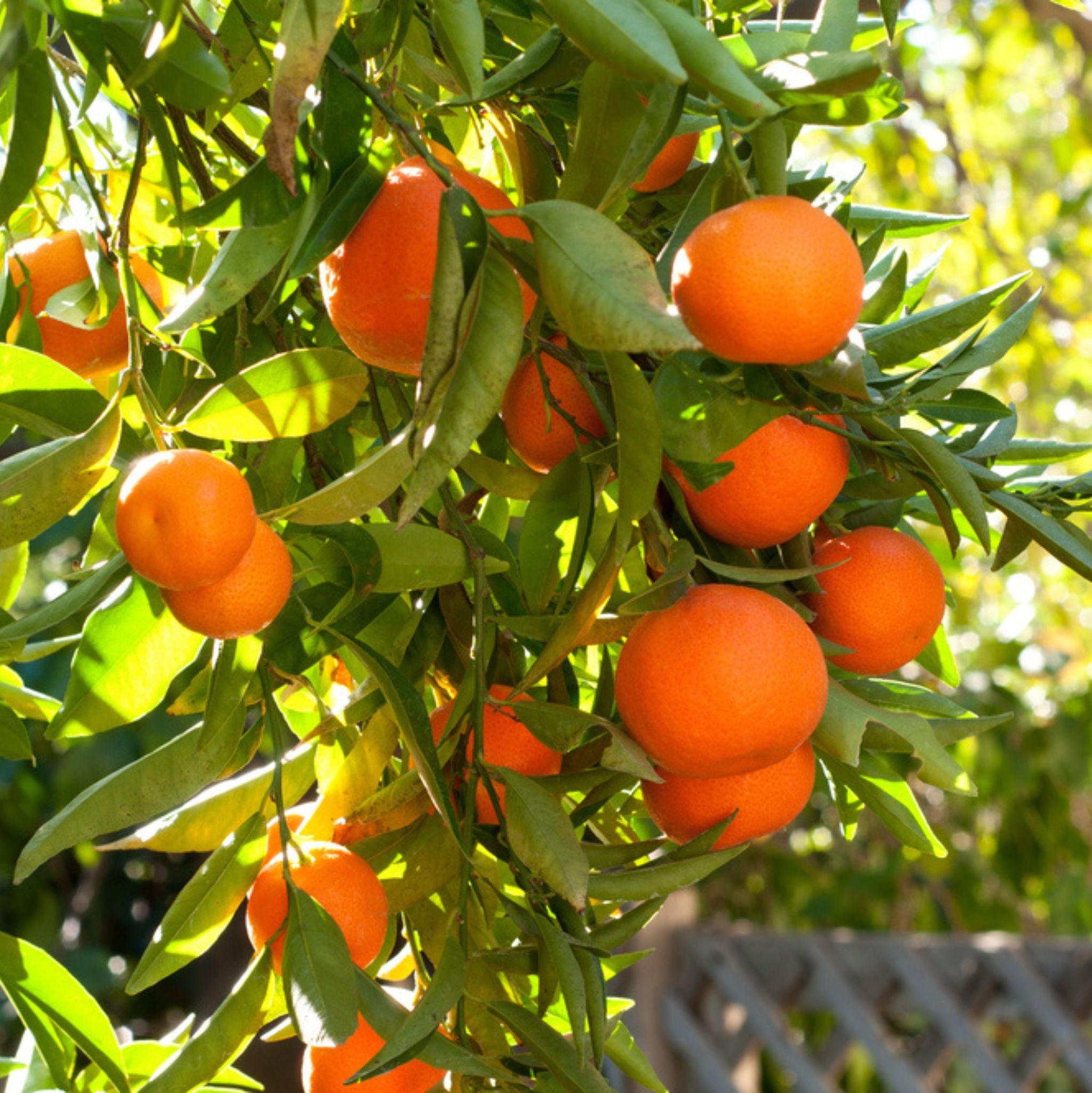 Mandarine Rot *BIO 10 ml, ätherisches Öl