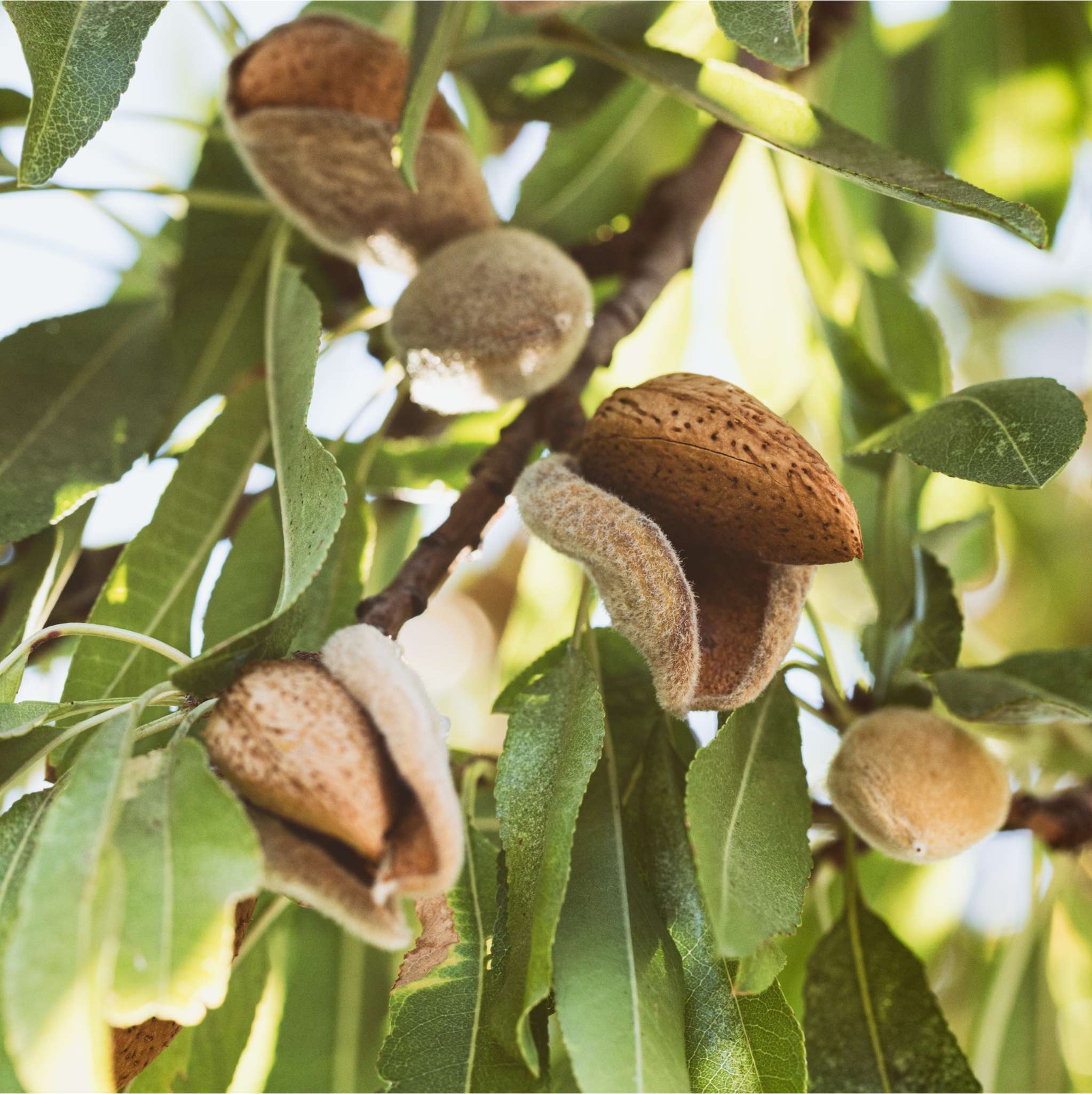 Almond Sweet Oil cold pressed