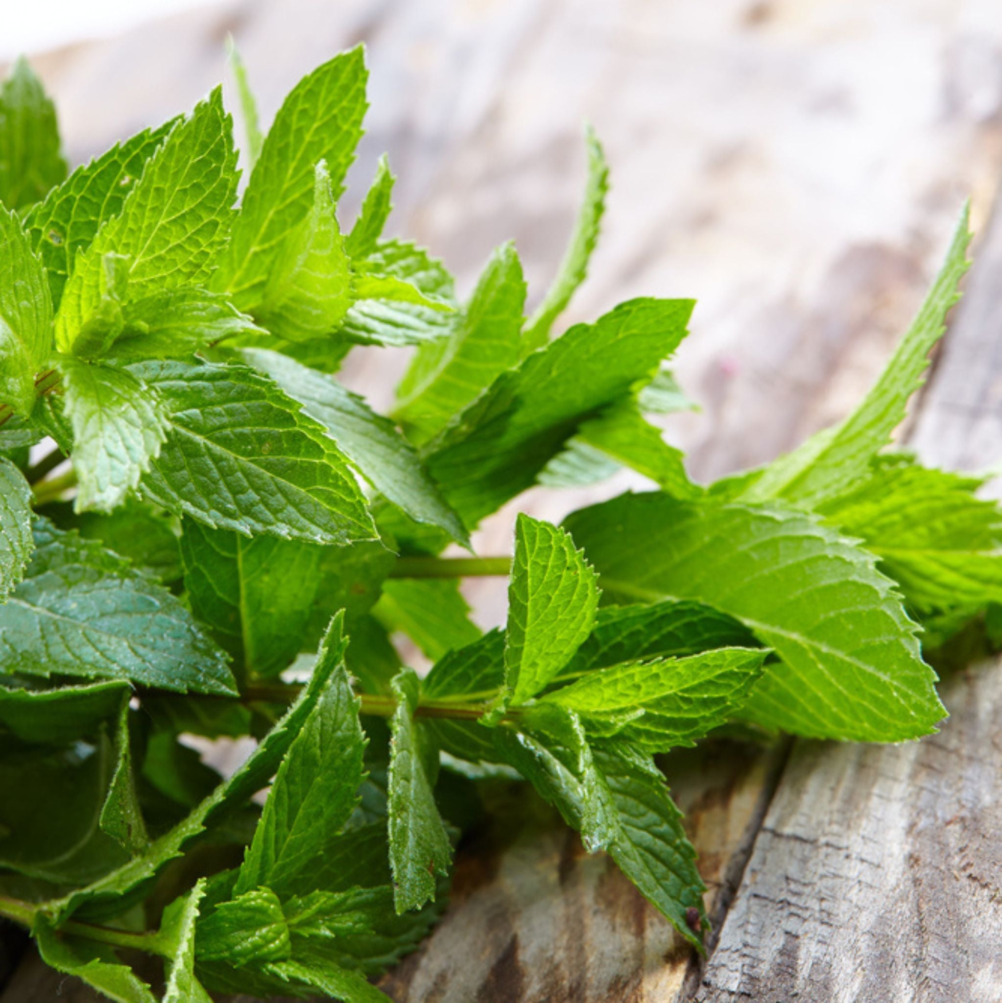 Piperita Mentha Essential Oil