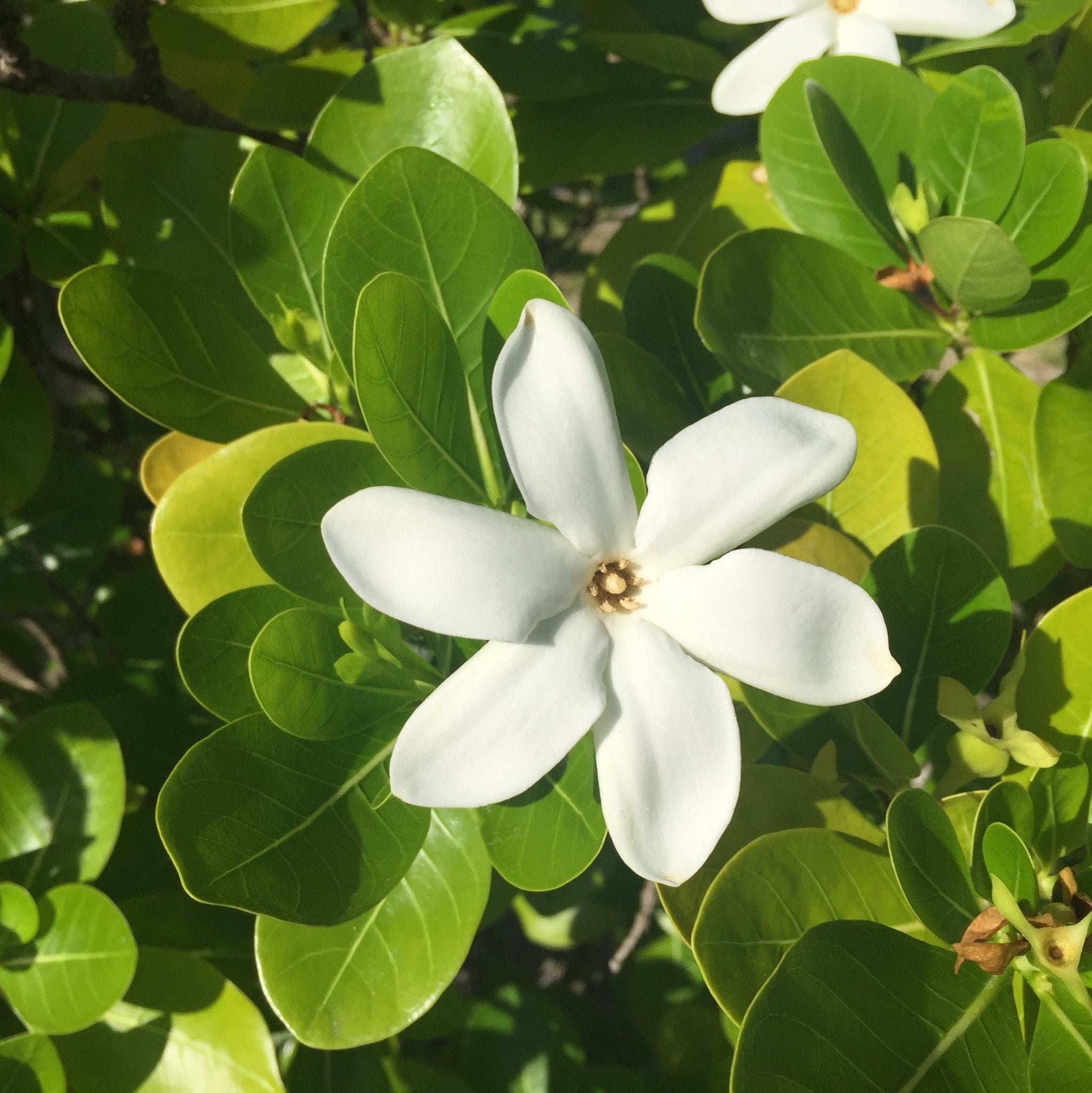 Monoi de Tiare Macerate