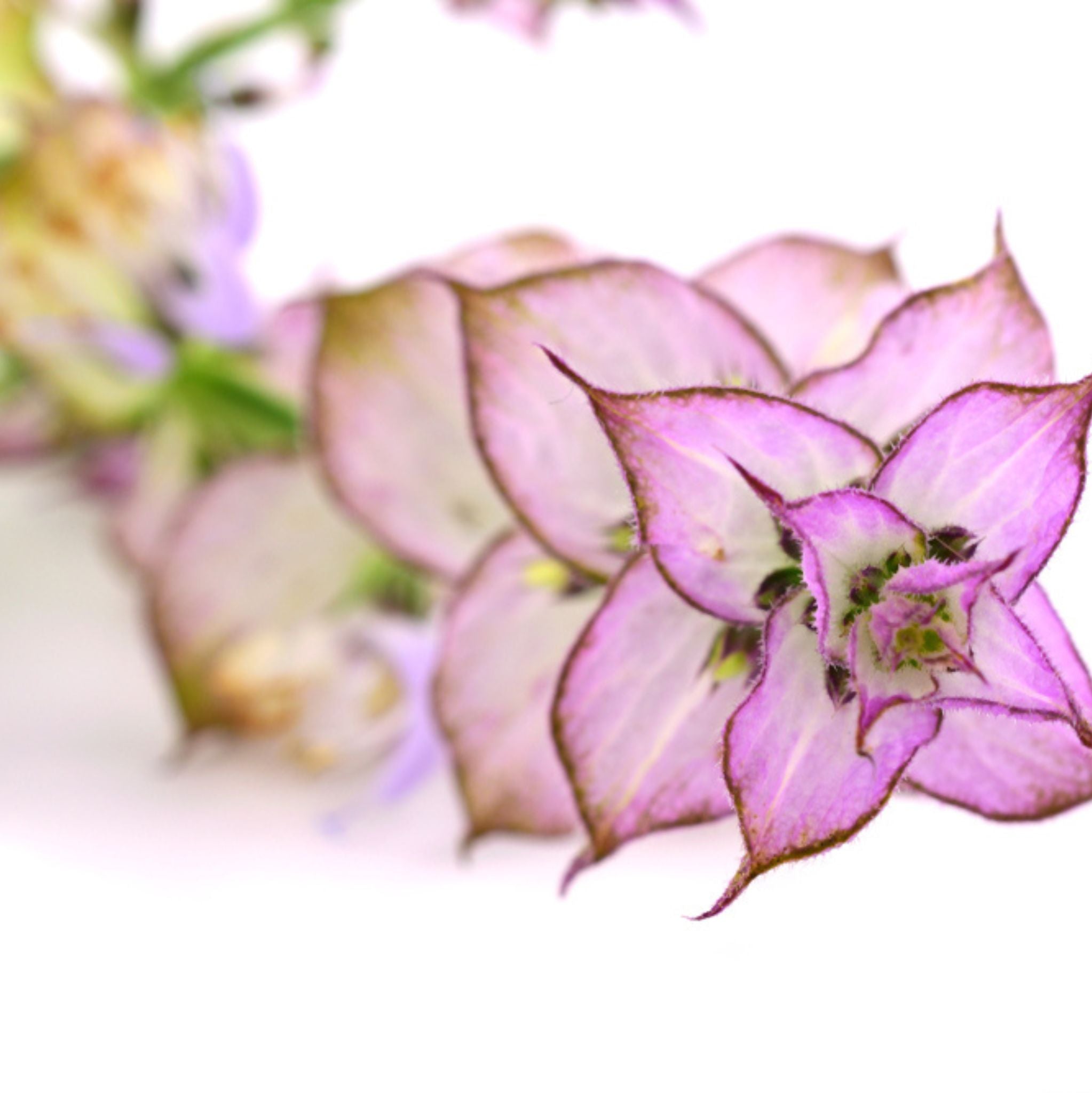 Clary Sage Essential Oil