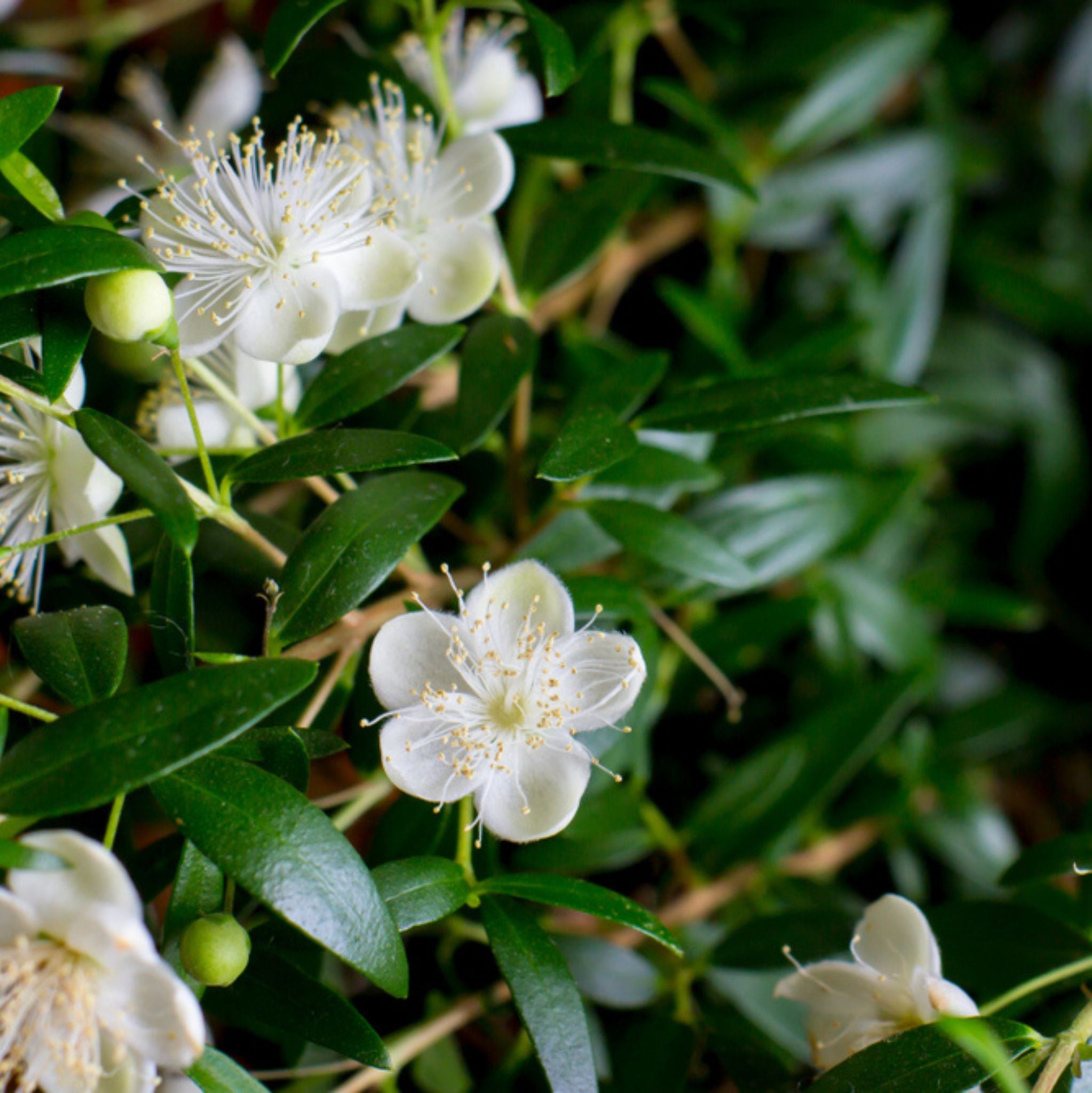 Myrte 10 ml, ätherisches Öl