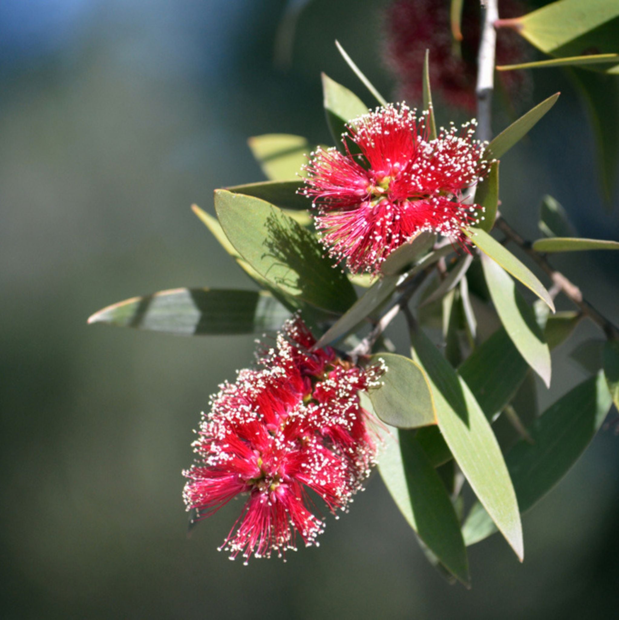 Niaouli Essential Oil