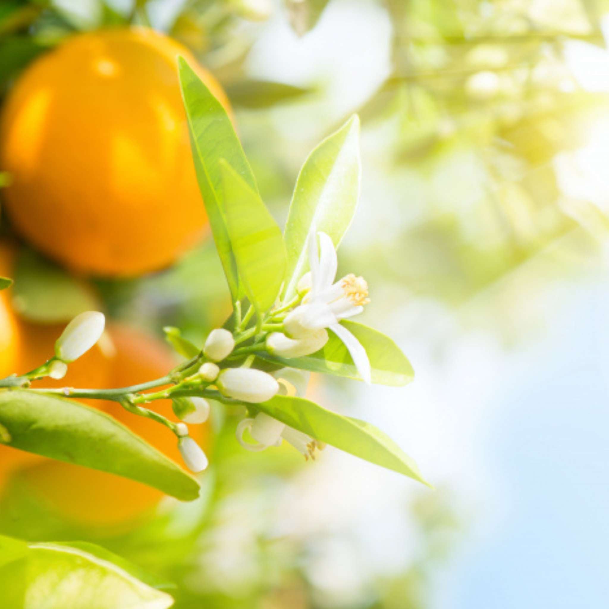 Orange Blossom Fragrance Oil