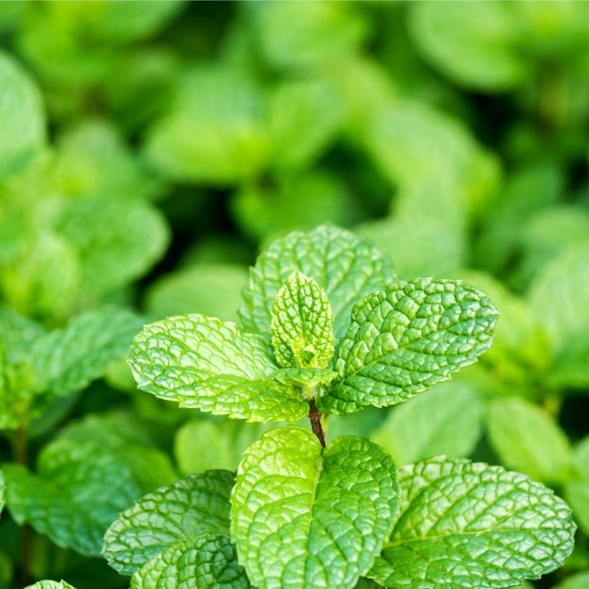 Pfefferminz Pulver 50 g