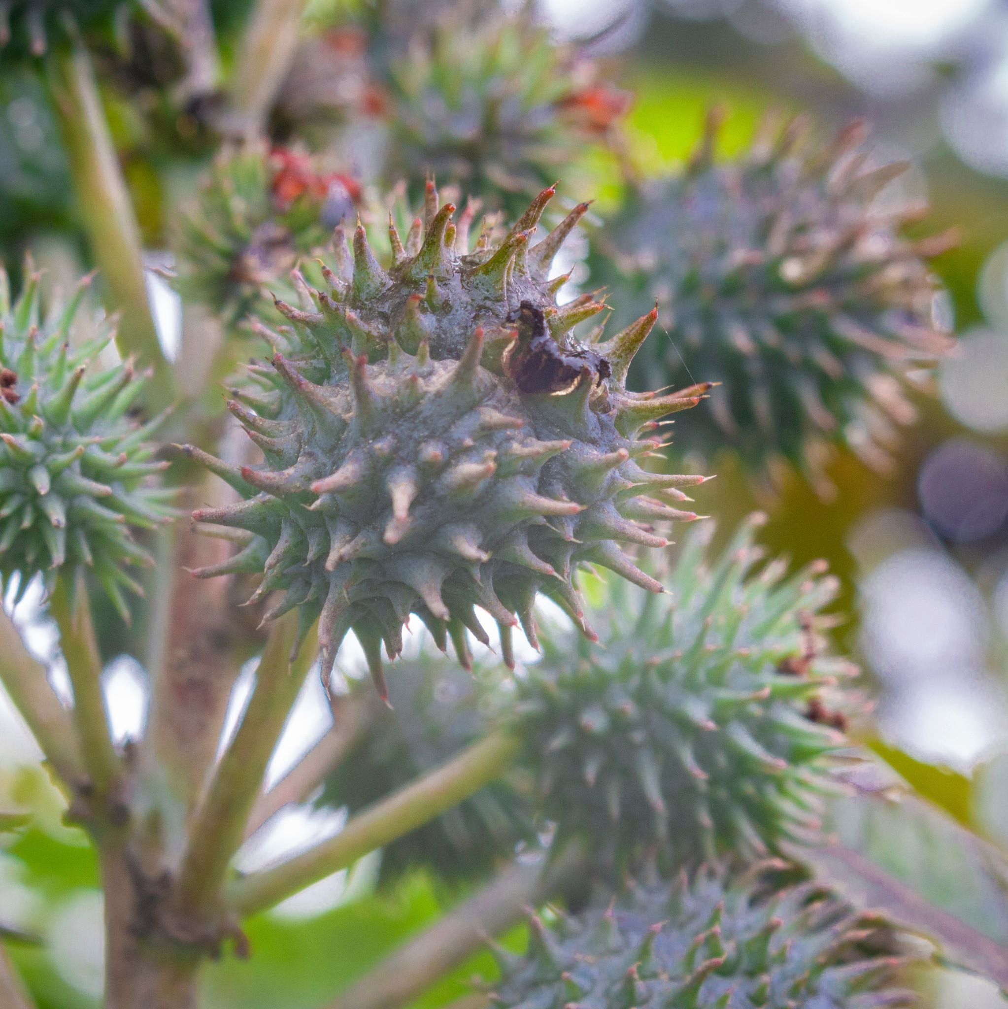 Castor Oil cold pressed