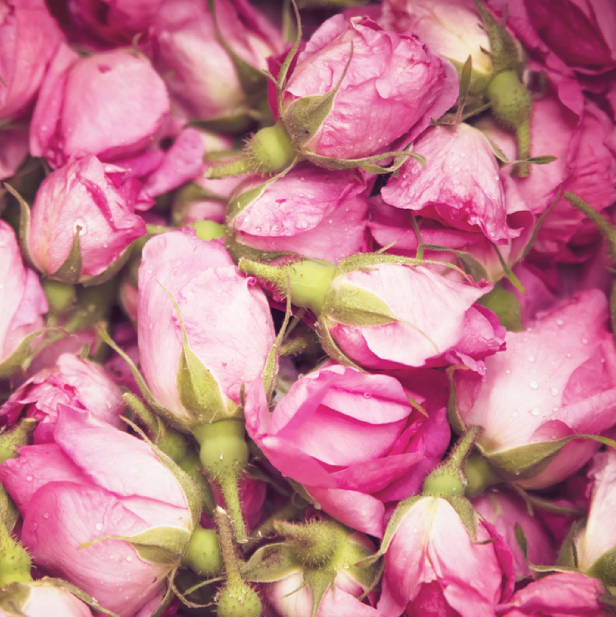 Rose Bulgarian Absolute Oil Dilution