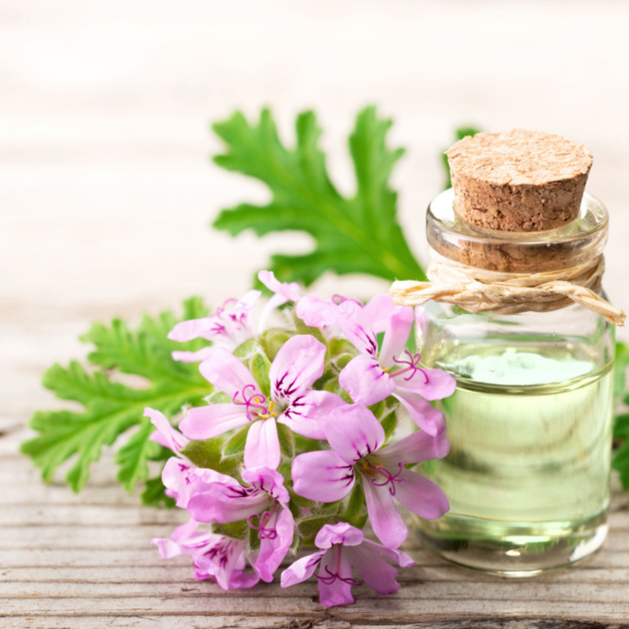 Geranium Organic Essential Oil