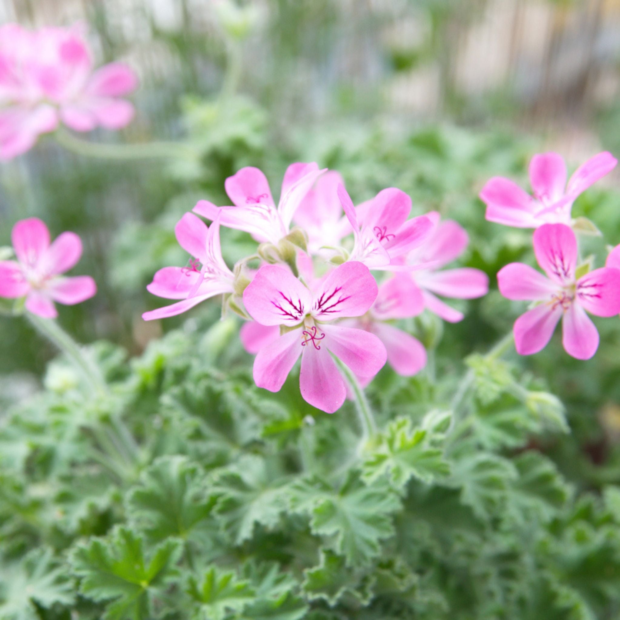 Rose Geranium Essential Oil