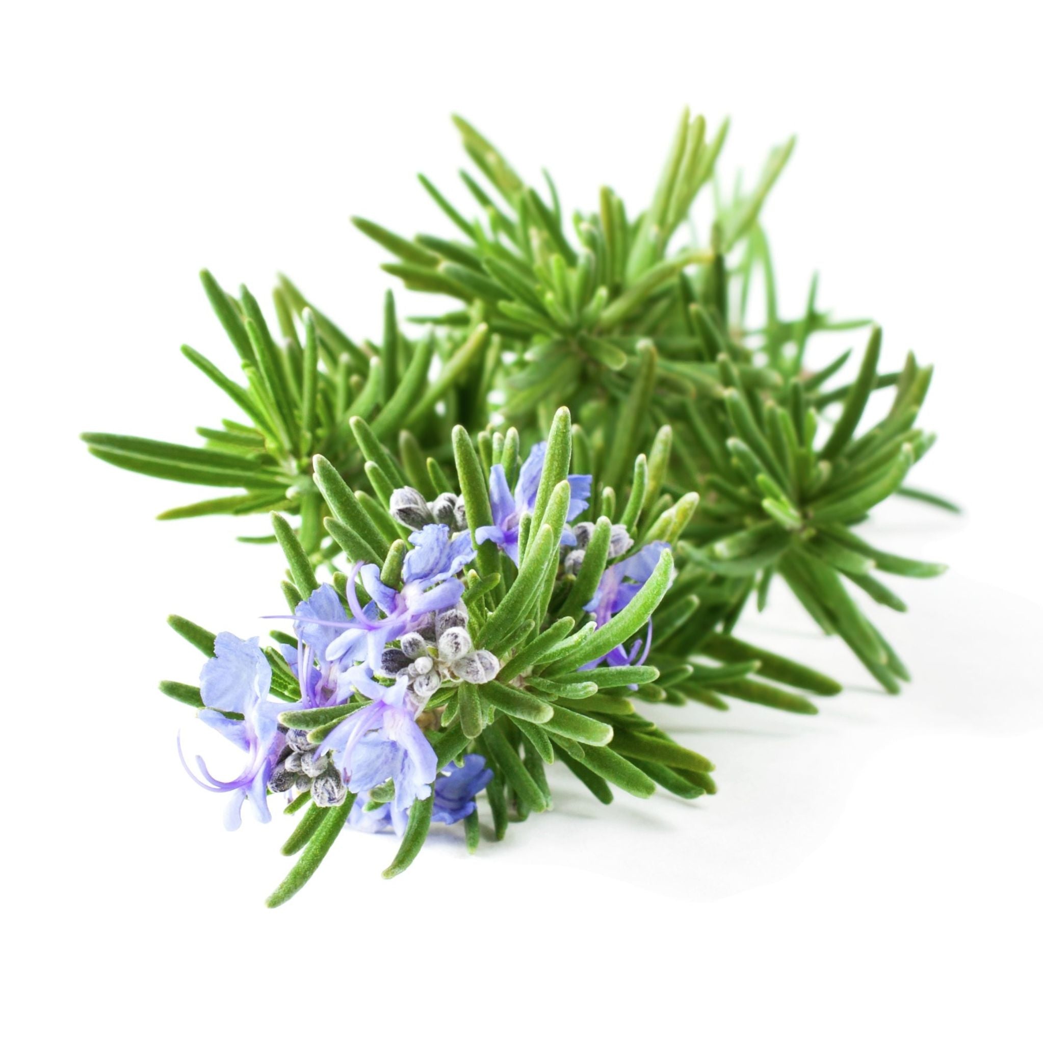 Rosemary Powder