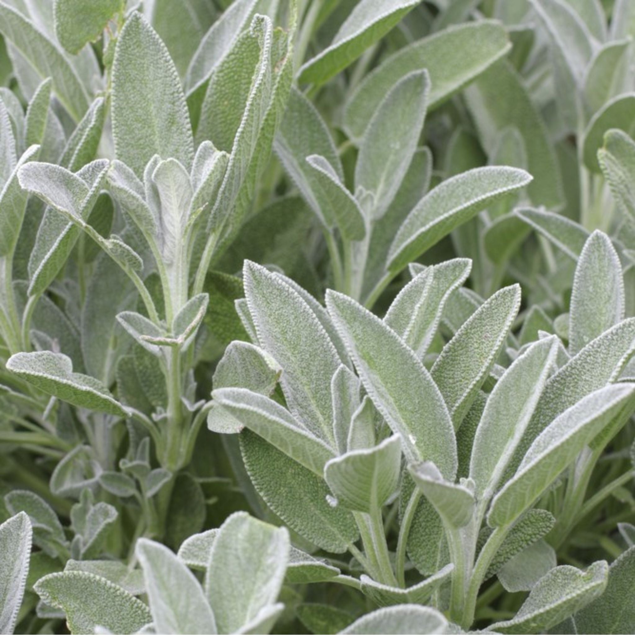 Sage Organic Essential Oil
