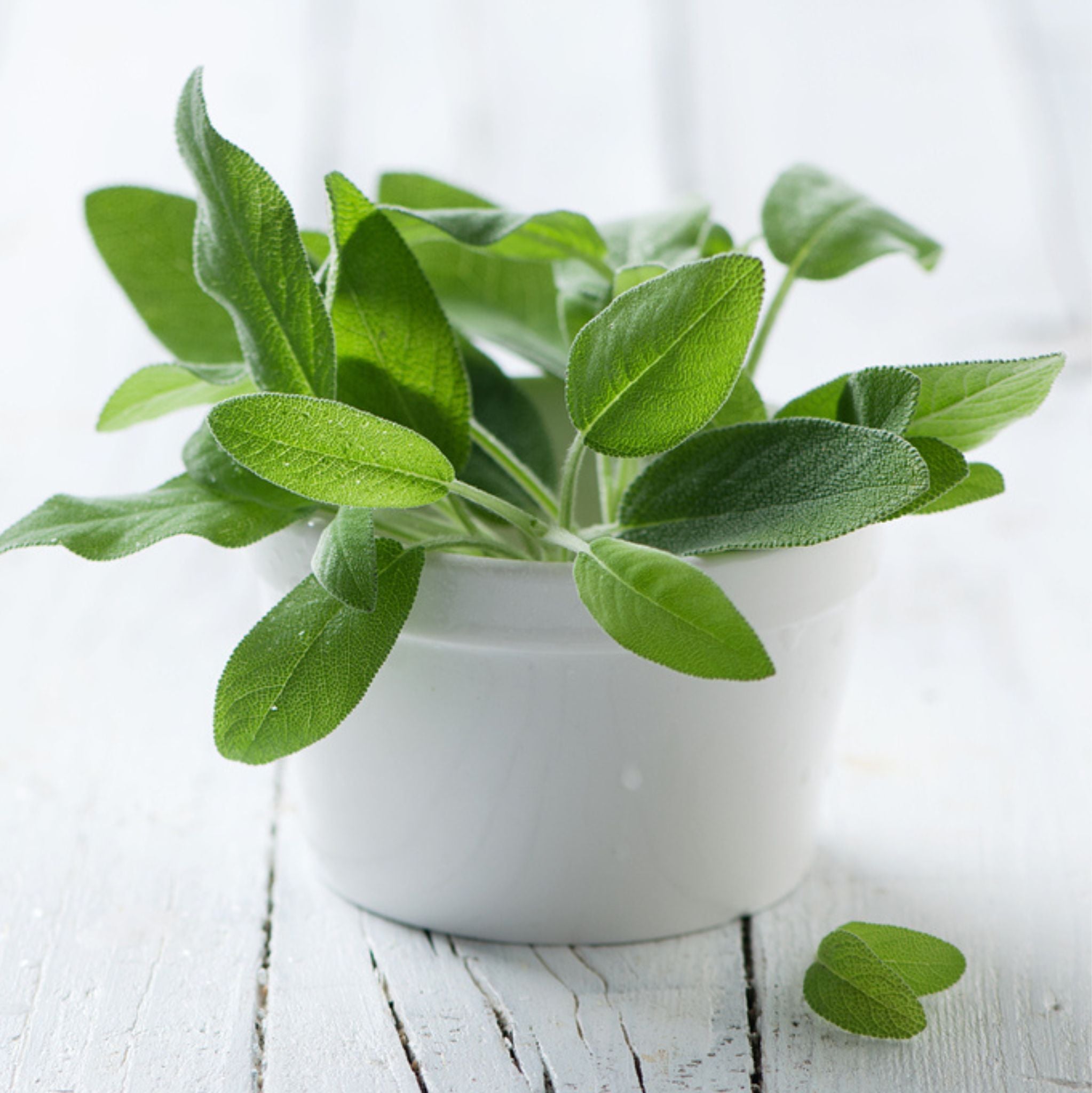 Sage Dalmatian Essential Oil