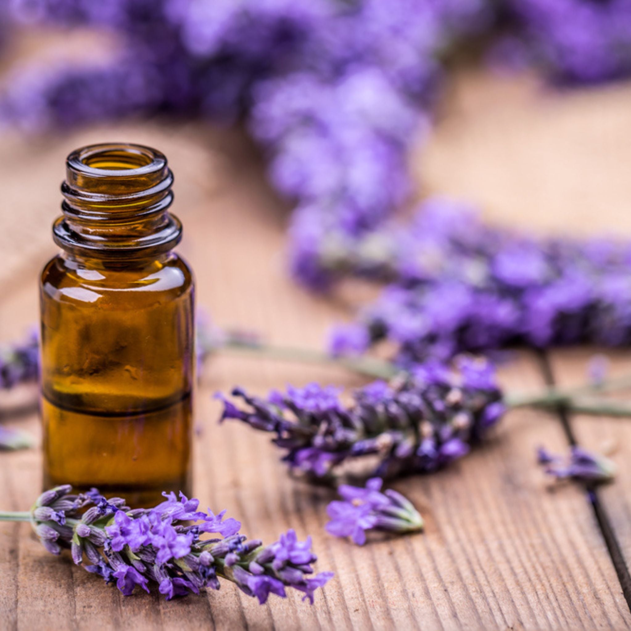 Spike Lavender Essential Oil