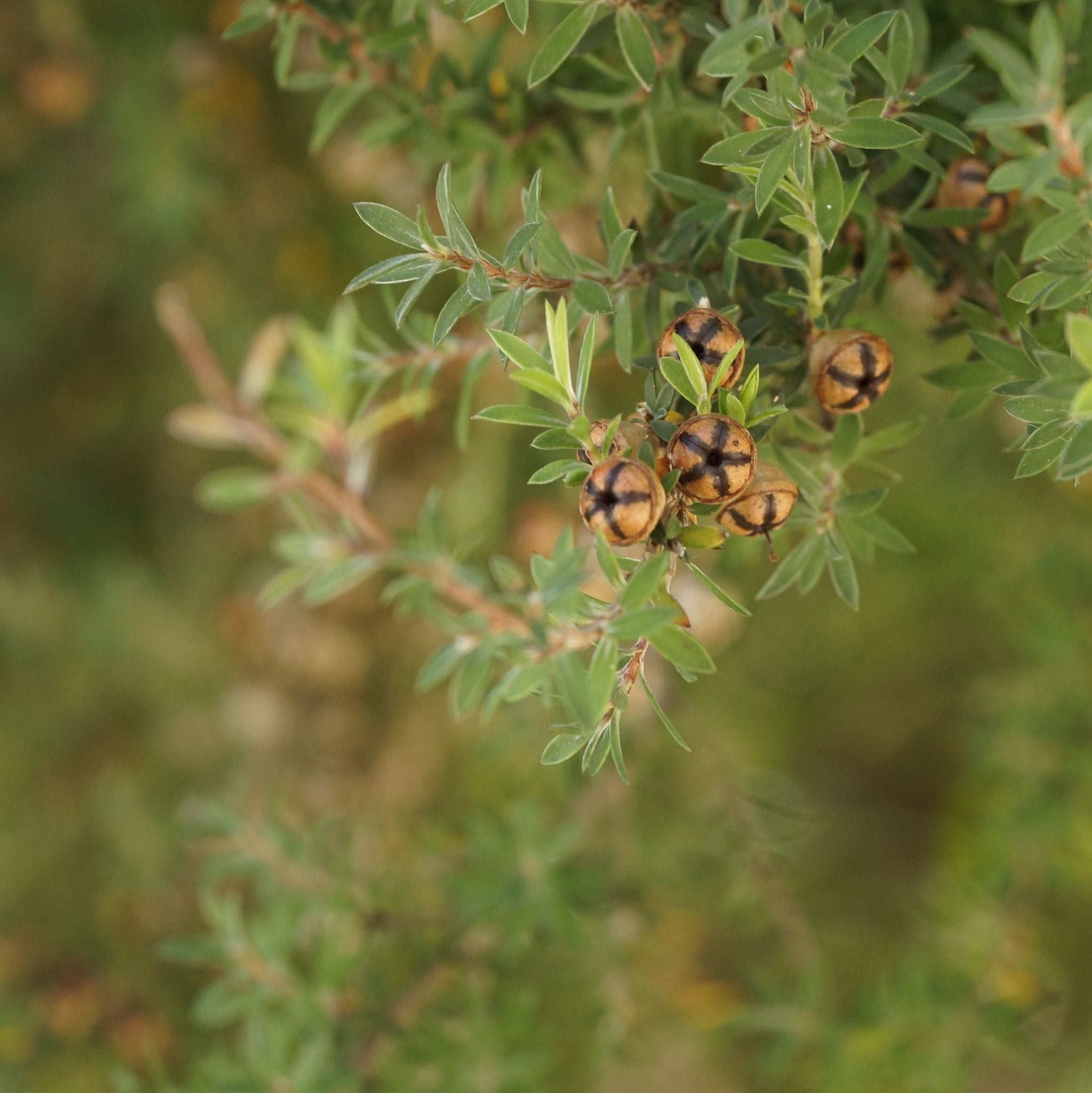 Teebaum *BIO 10 ml, ätherisches Öl