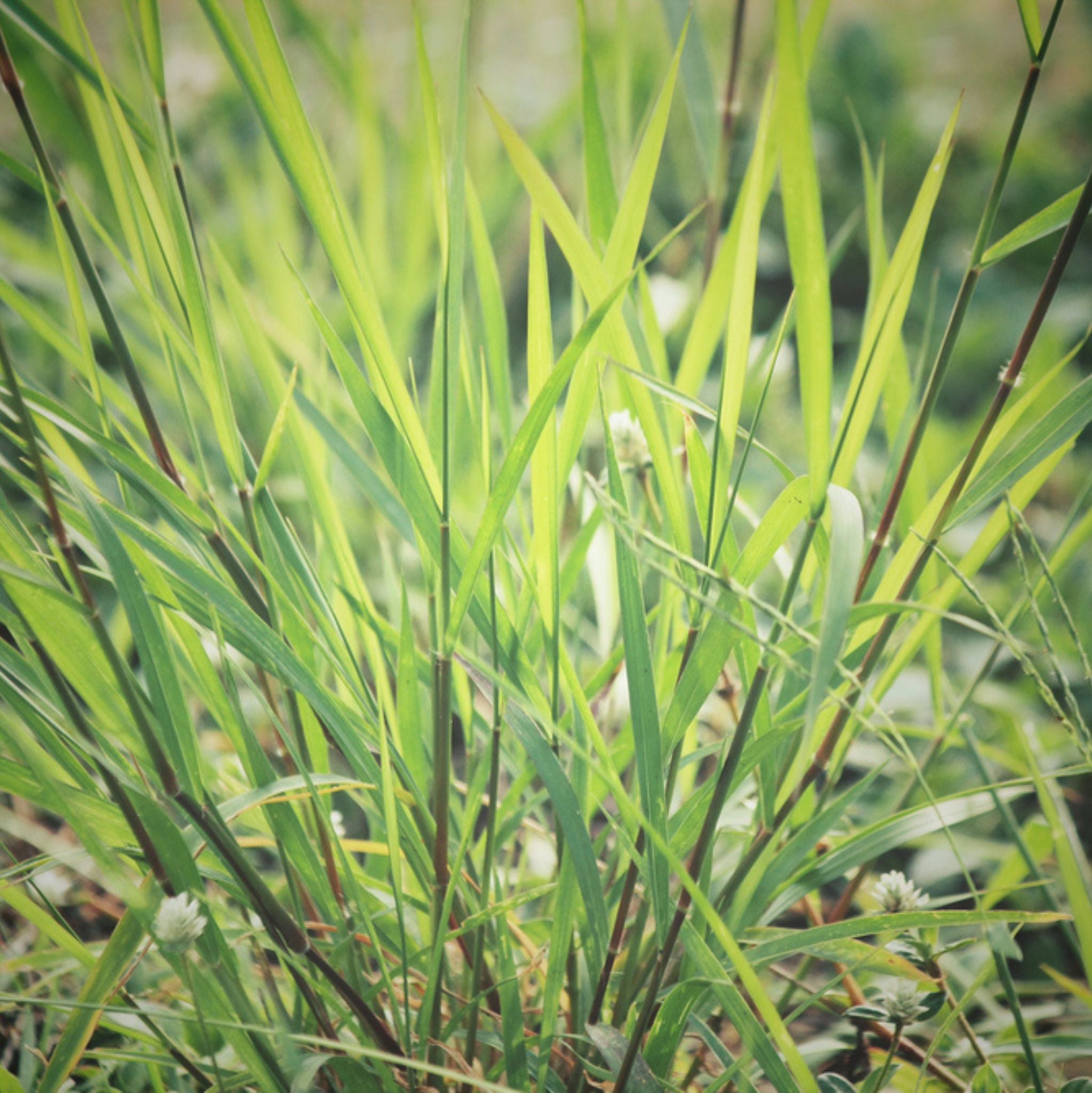 Vetiver Essential Oil