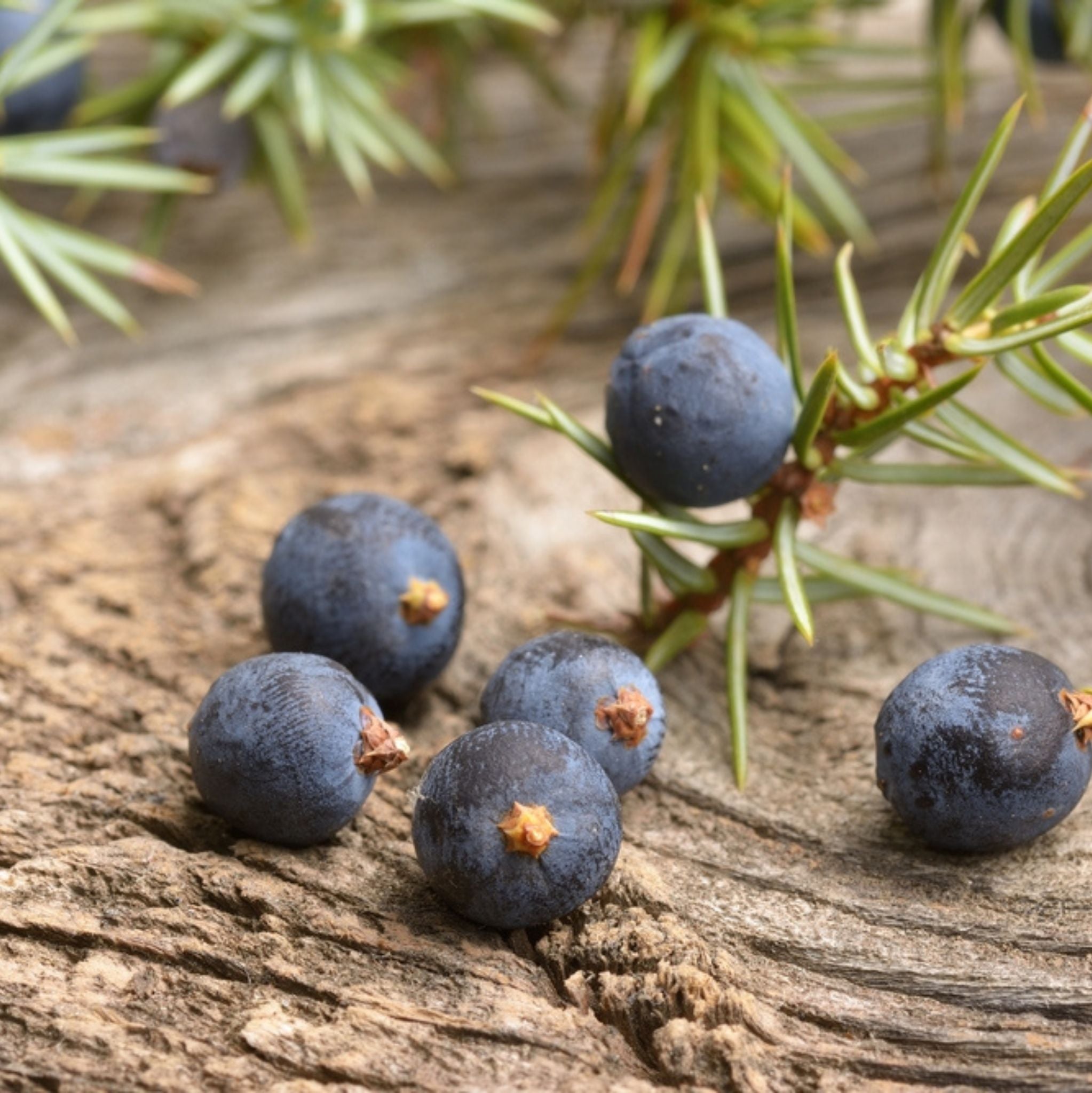 Juniper Berry Himalayan Essential Oil