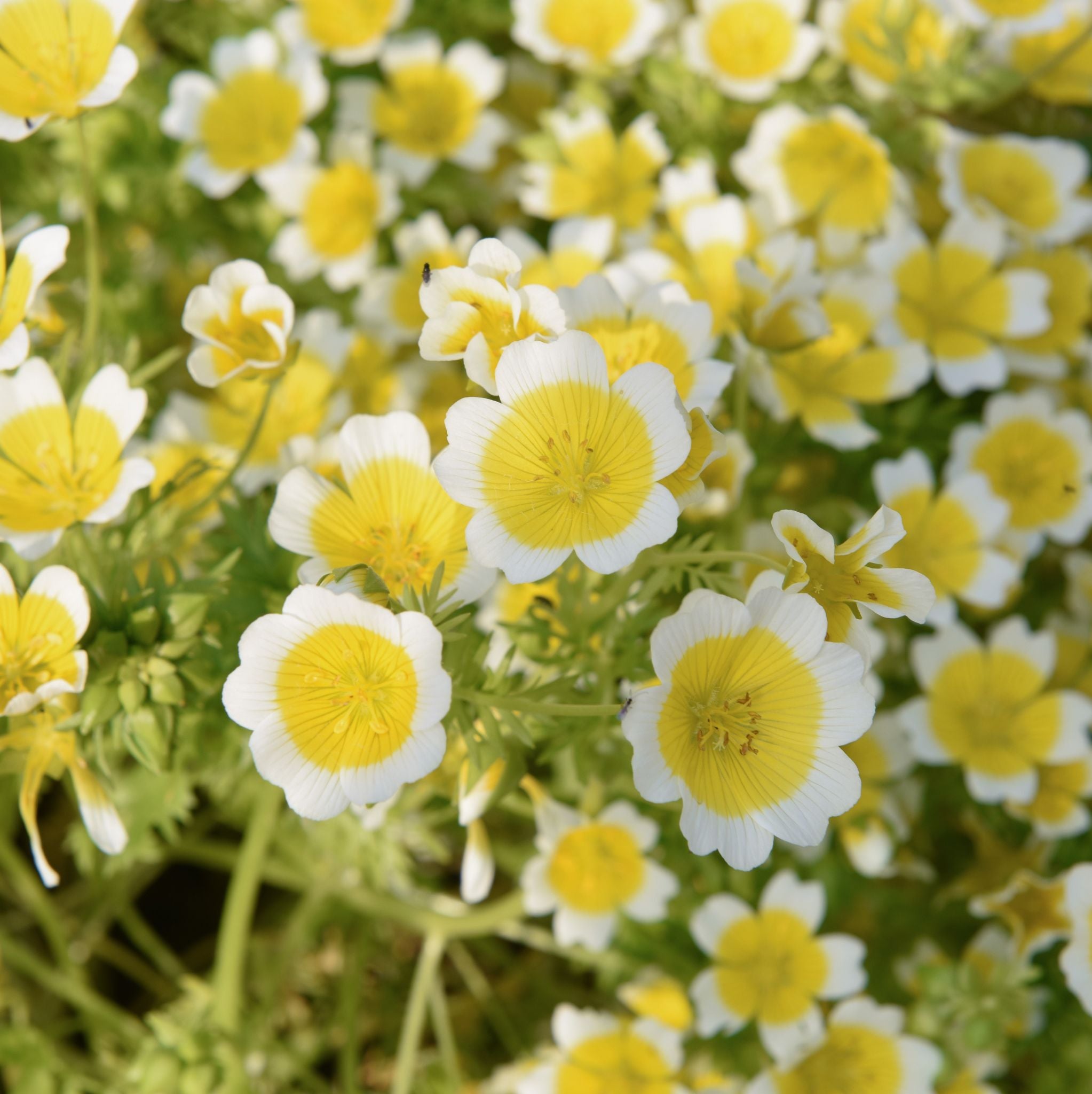 Meadowfoam Oil cold pressed