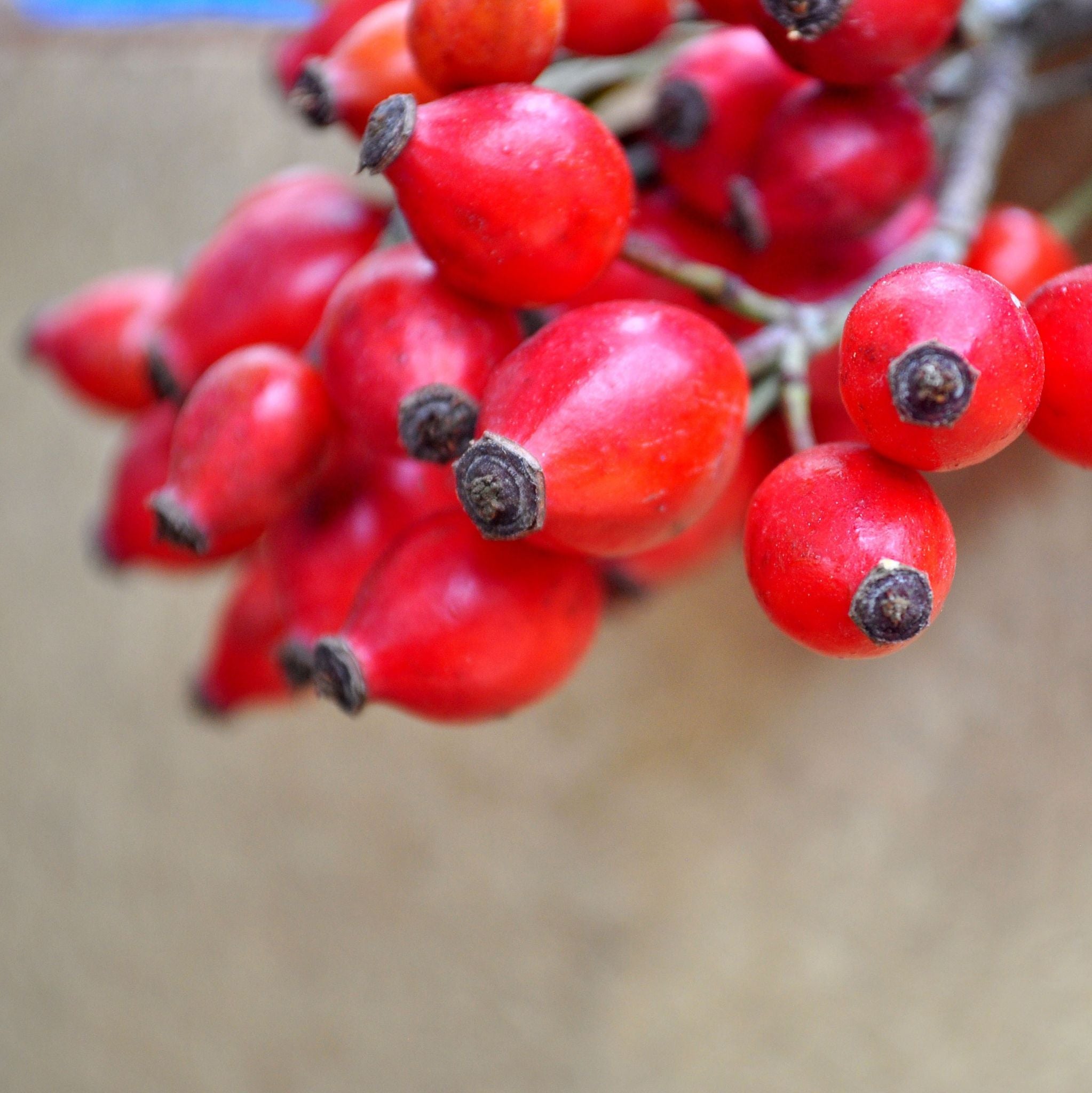 Rosehip Seed Oil expeller pressed, refined