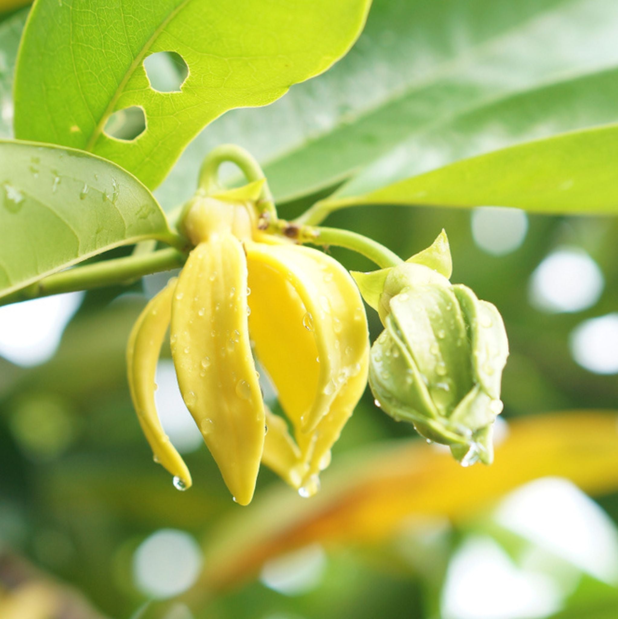 Ylang Ylang 3rd Essential Oil
