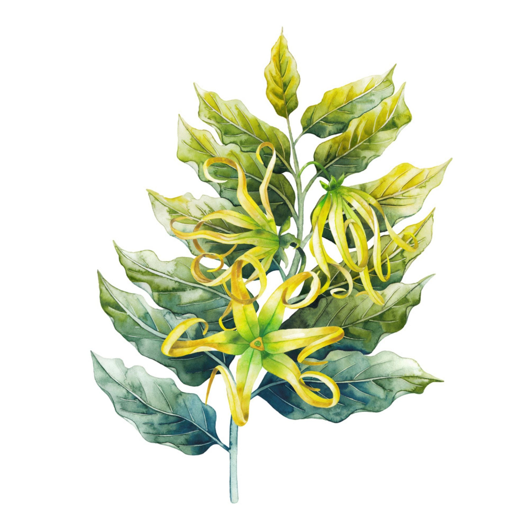 Ylang Ylang 3rd Essential Oil
