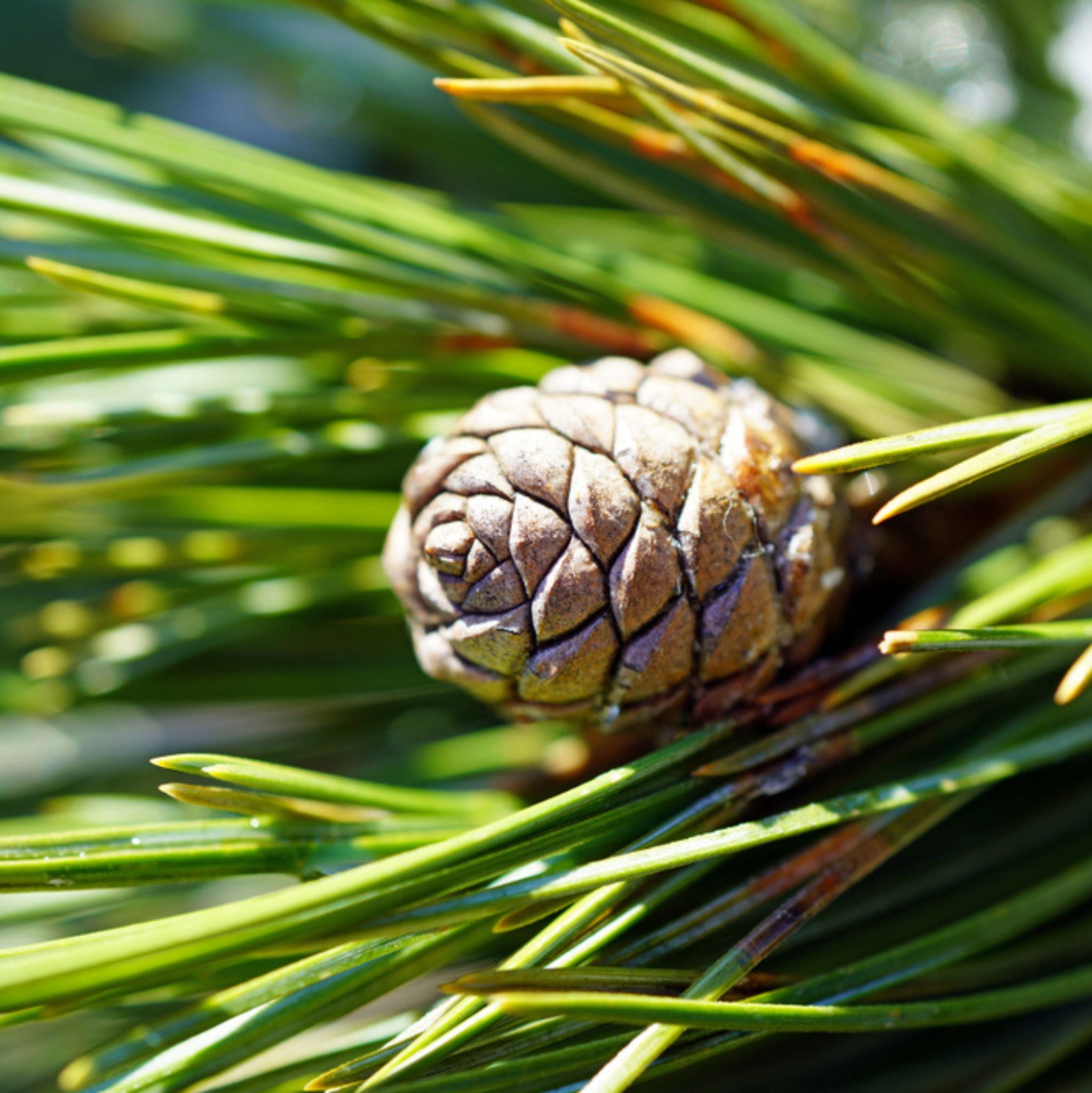Stone Pine Organic Essential Oil