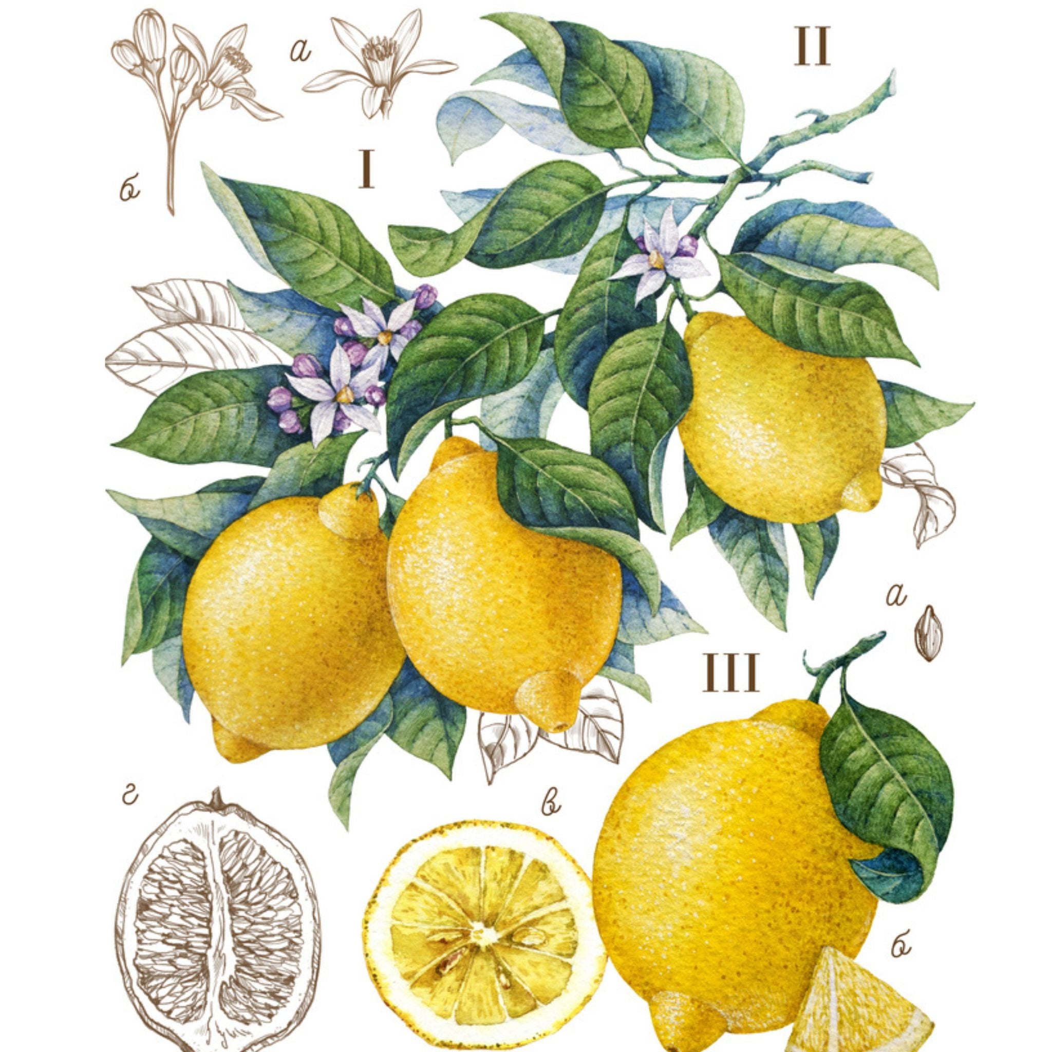 Lemon Cold Pressed Essential Oil