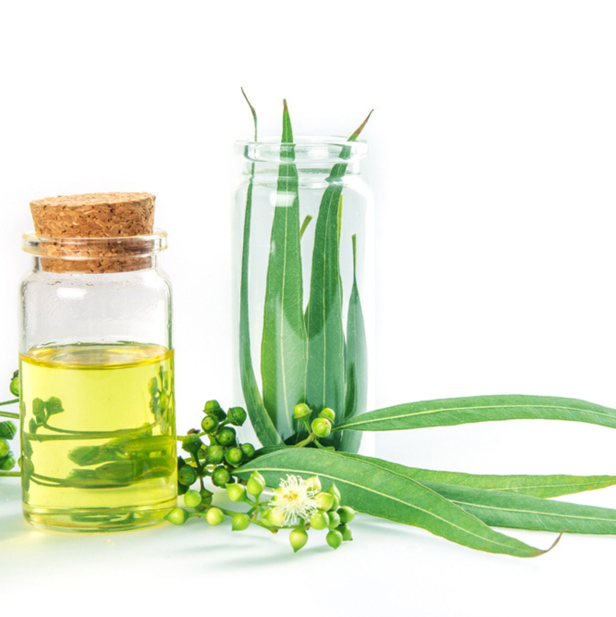 Zitroneneukalyptus 10 ml, ätherisches Öl