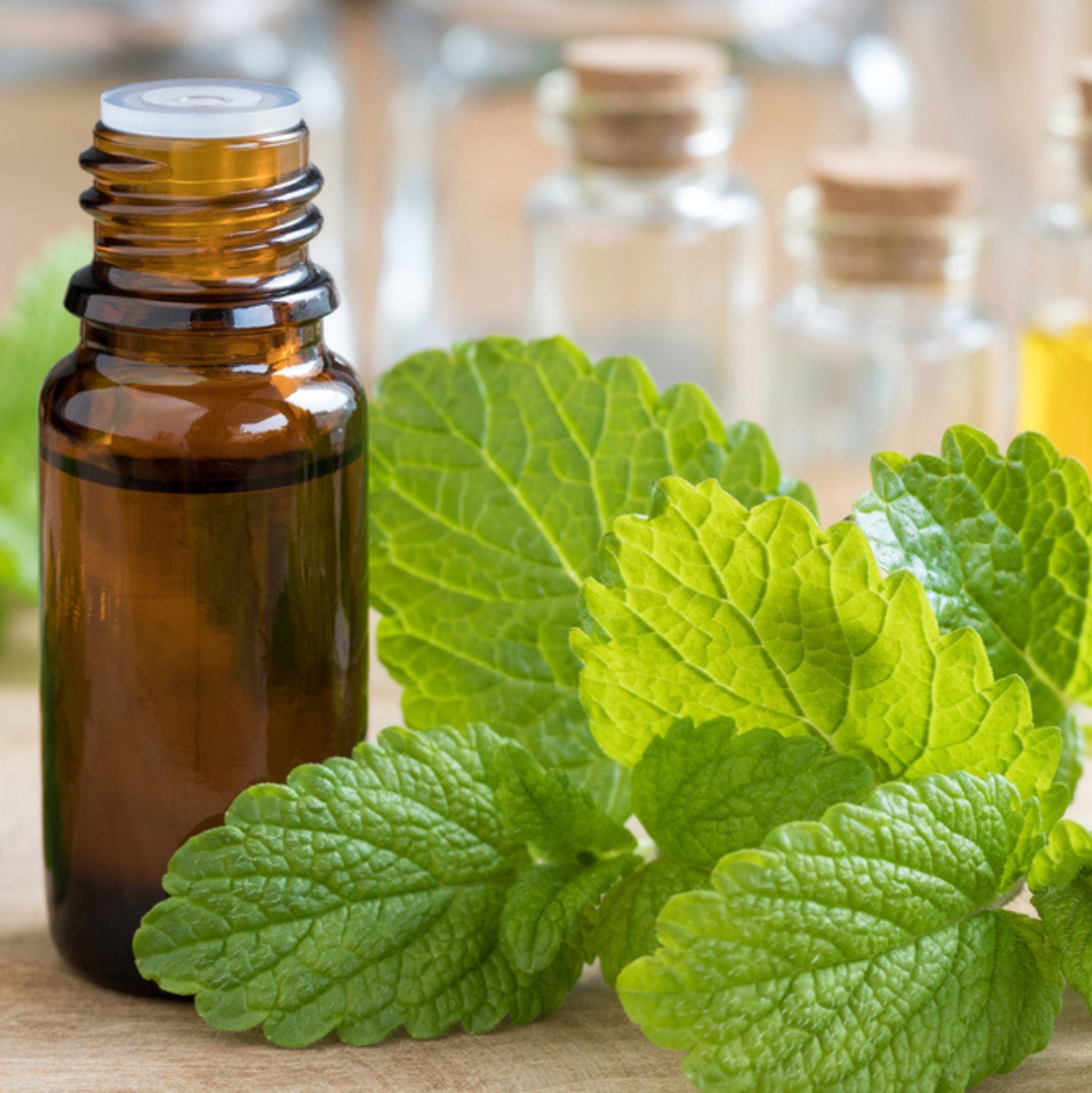 Melissa Leaf Essential Oil