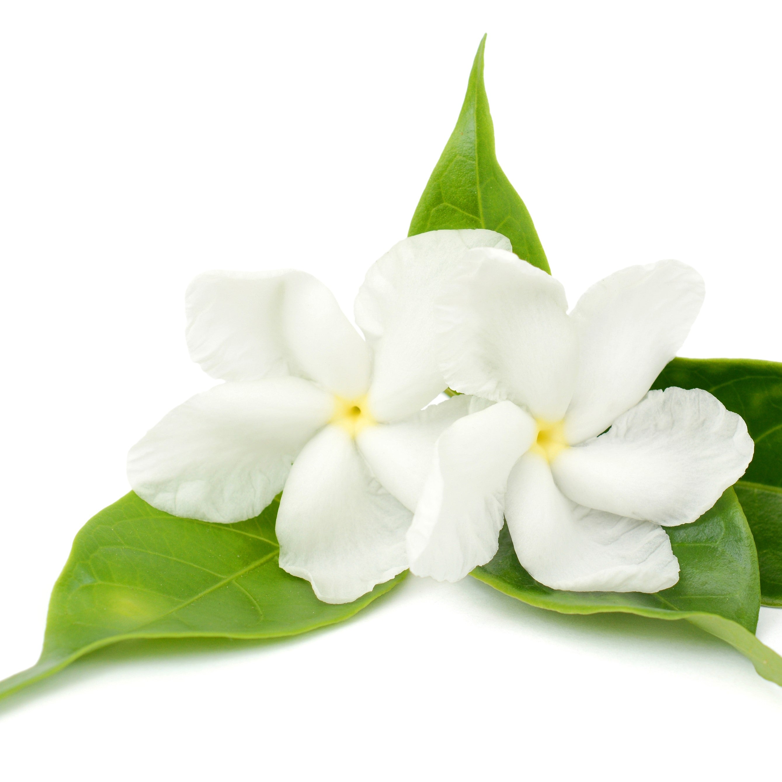 Jasmine Extract