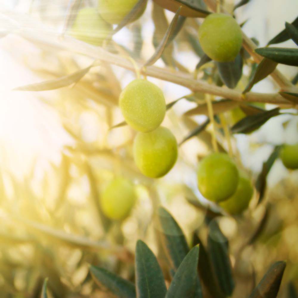 Olive Blended Butter