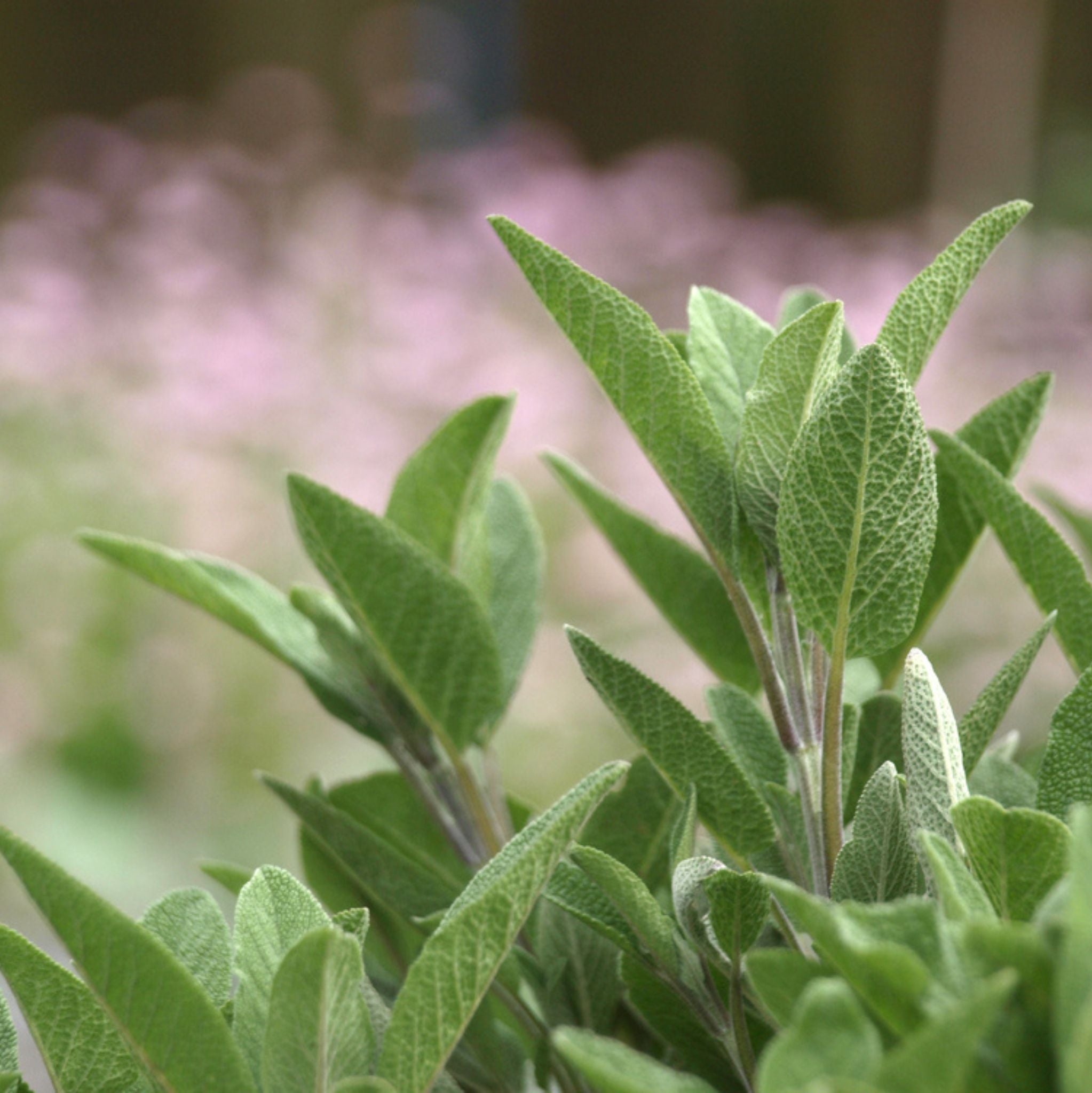 Sage Extract